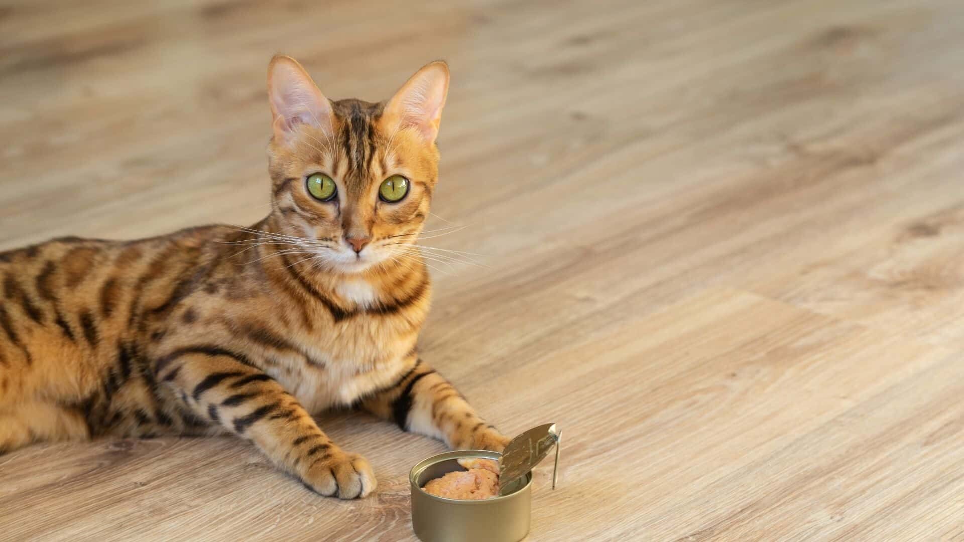 How long can wet cat food sit out?