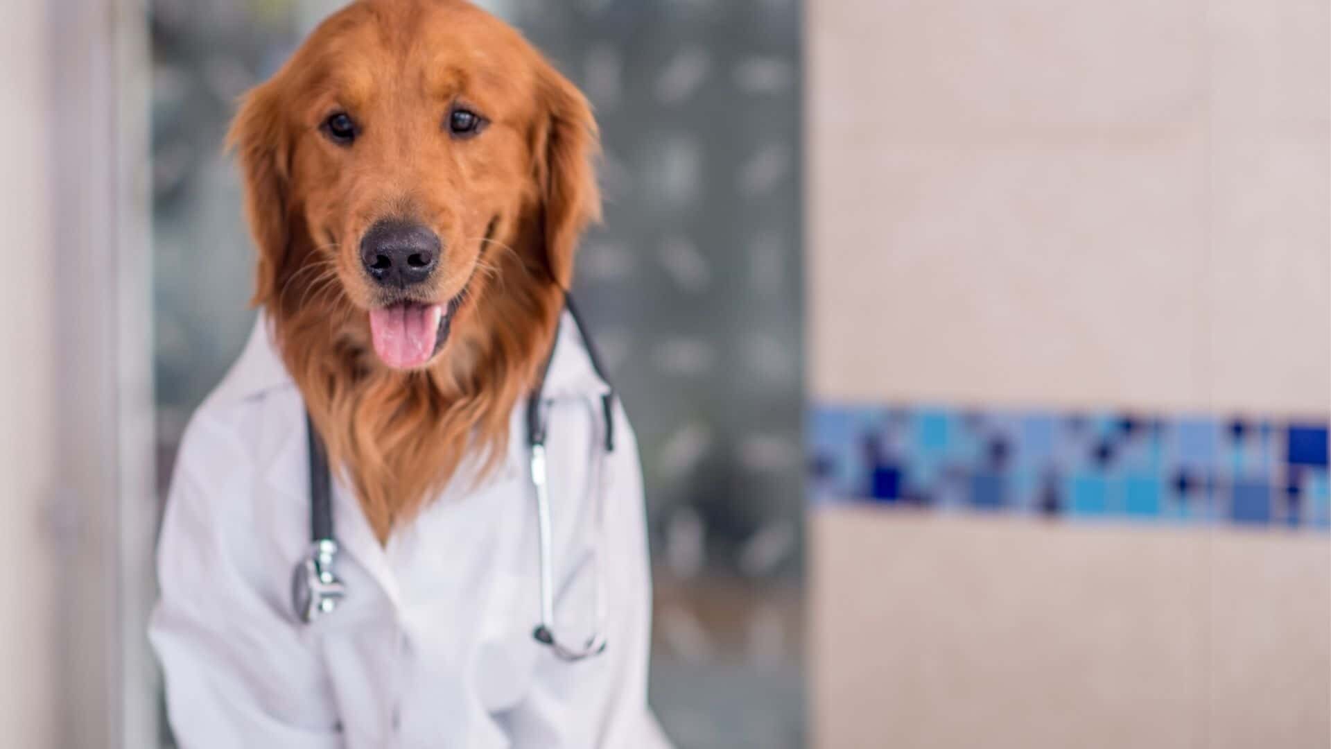 Antibiotics for dogs without vet