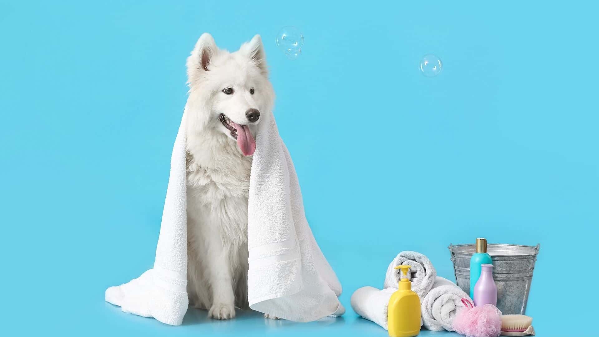 Bathing a dog without dog shampoo: