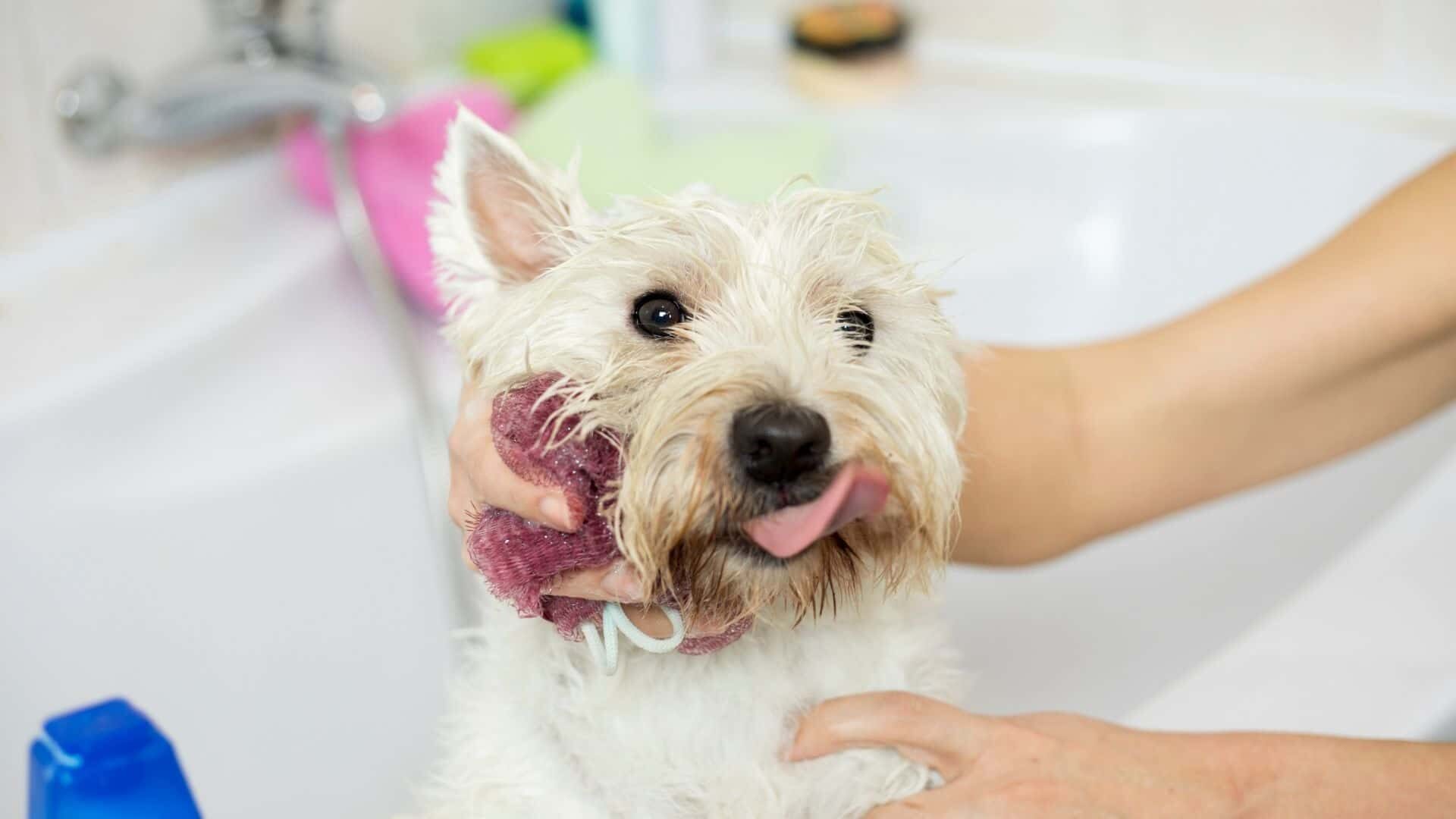 Bathing a dog without dog shampoo: