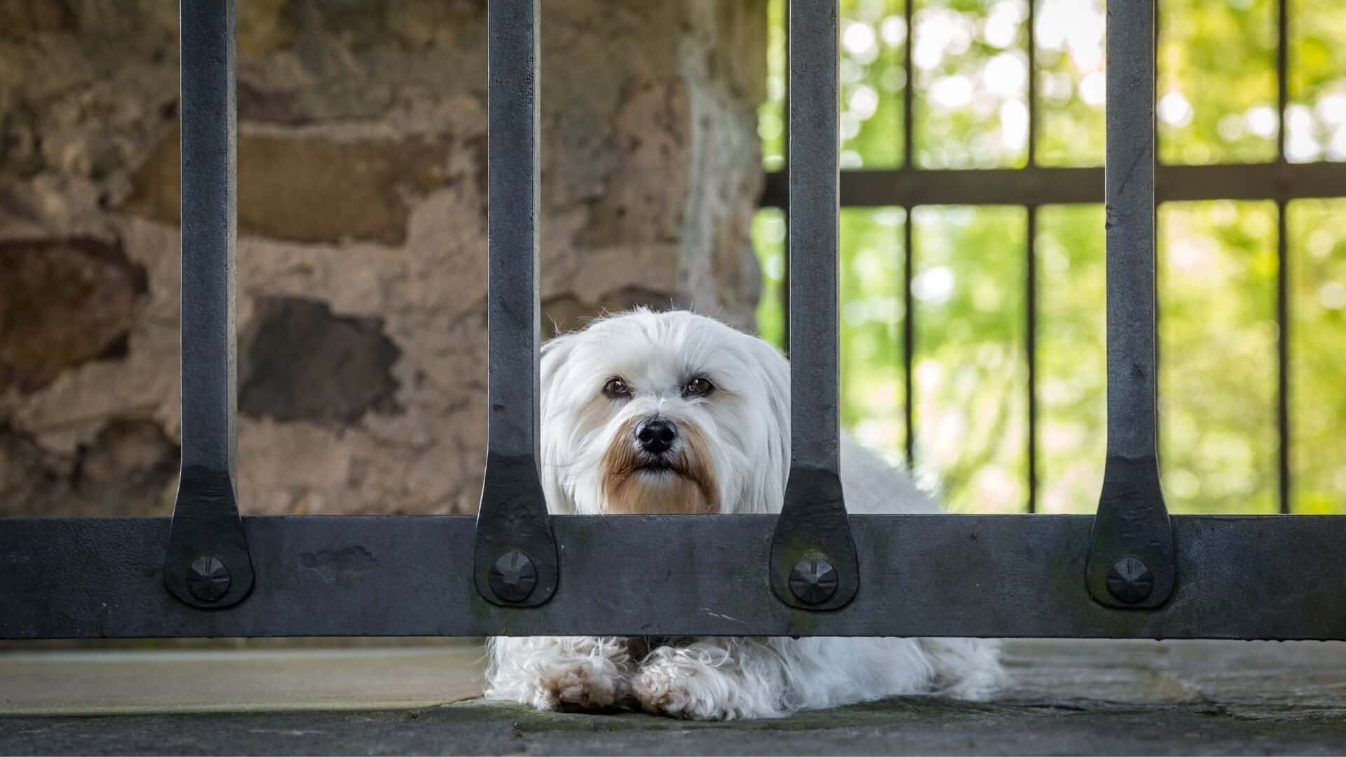 How to cage a dog?
