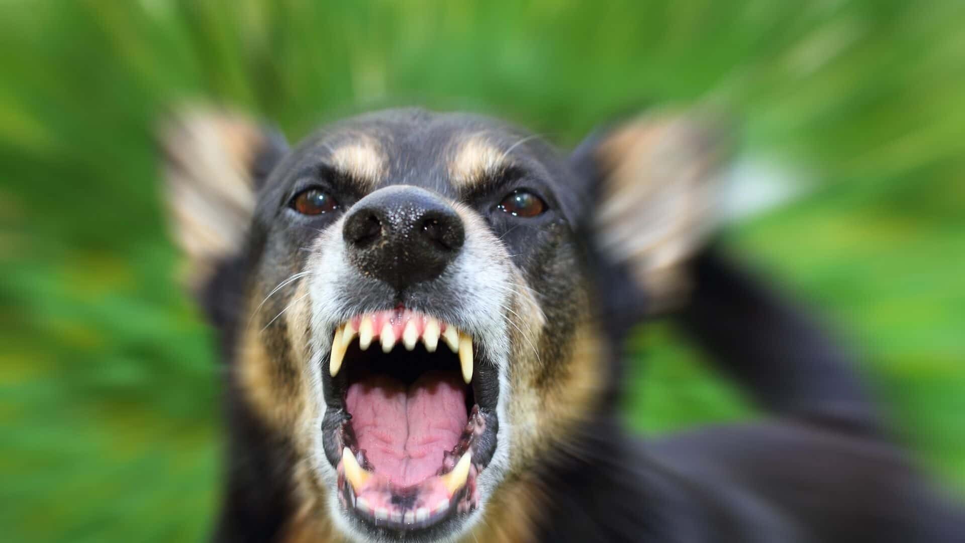 Dog bites from dog to dog:
