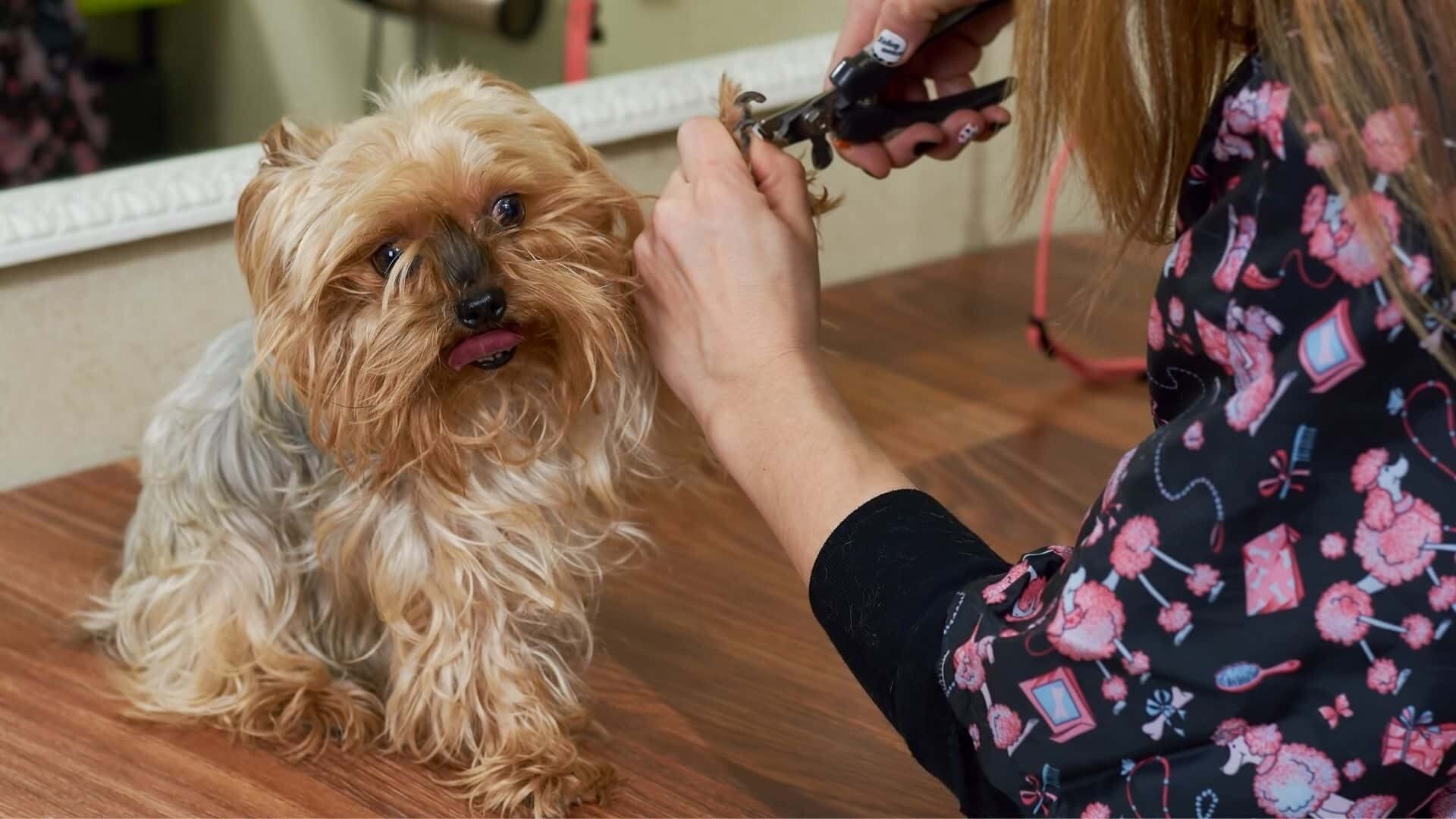 How to use dog nail clippers?