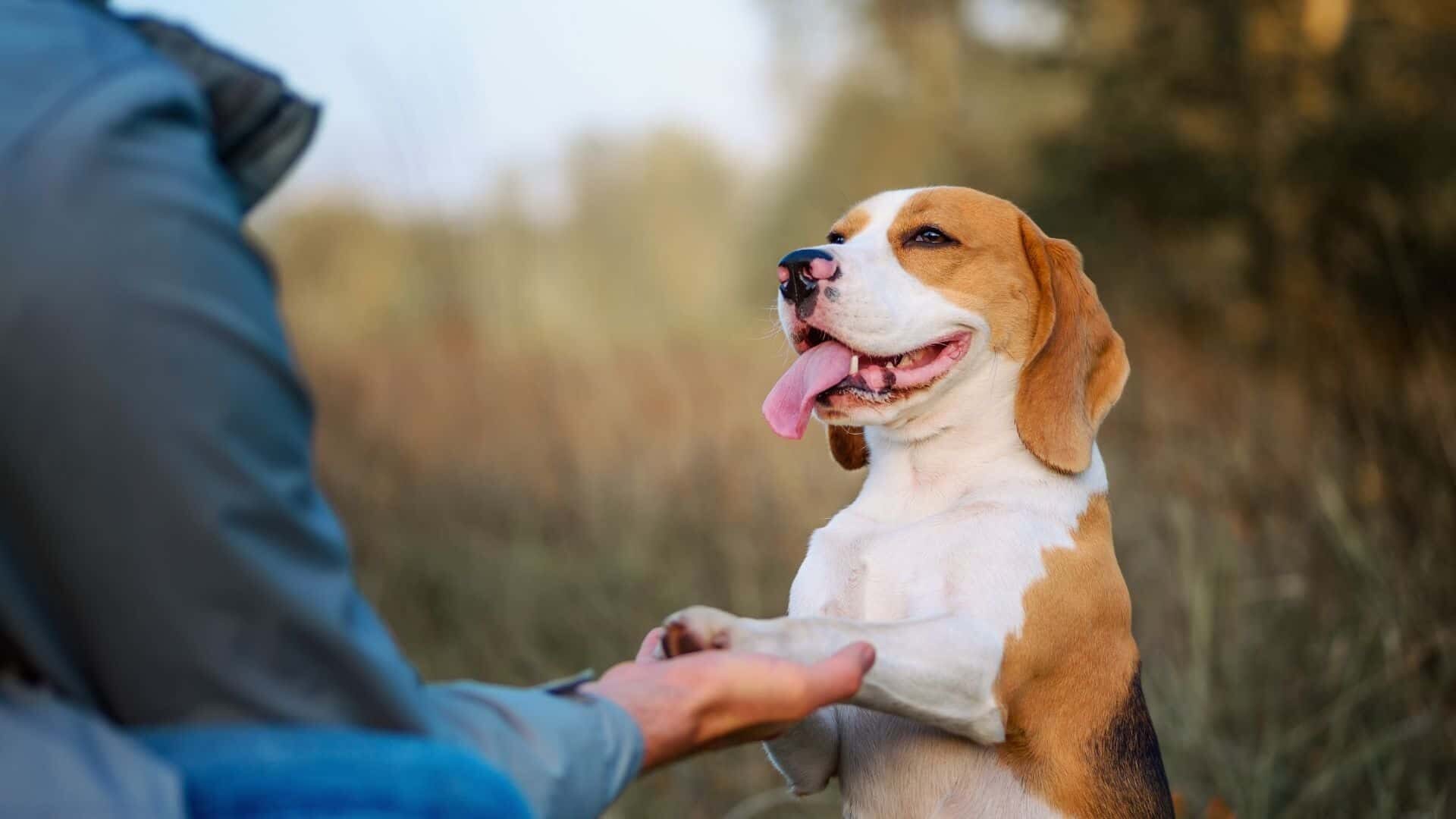 Easiest dog breeds to train: