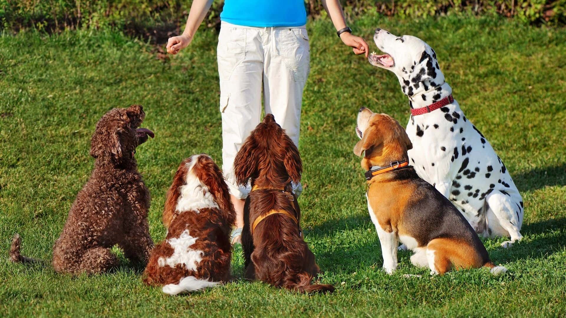 Easiest dog breeds to train: