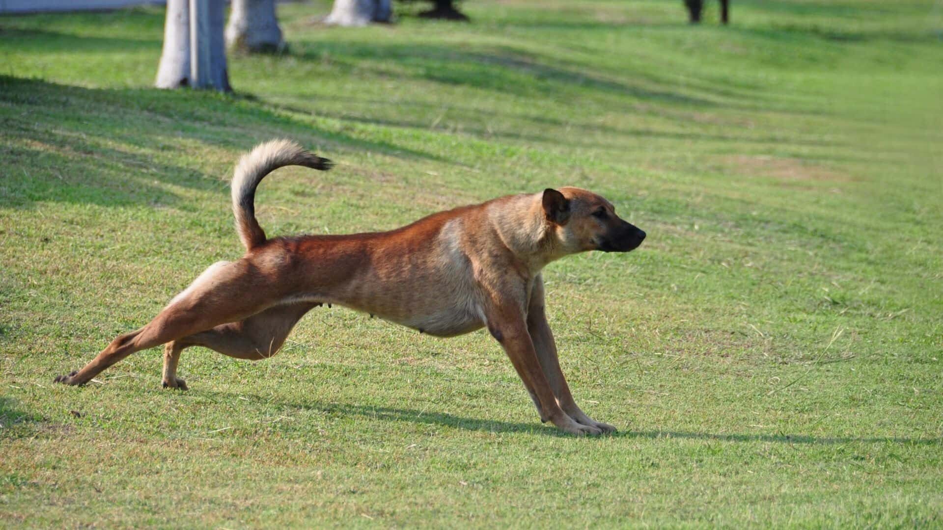 Exercise dog without fenced yard: