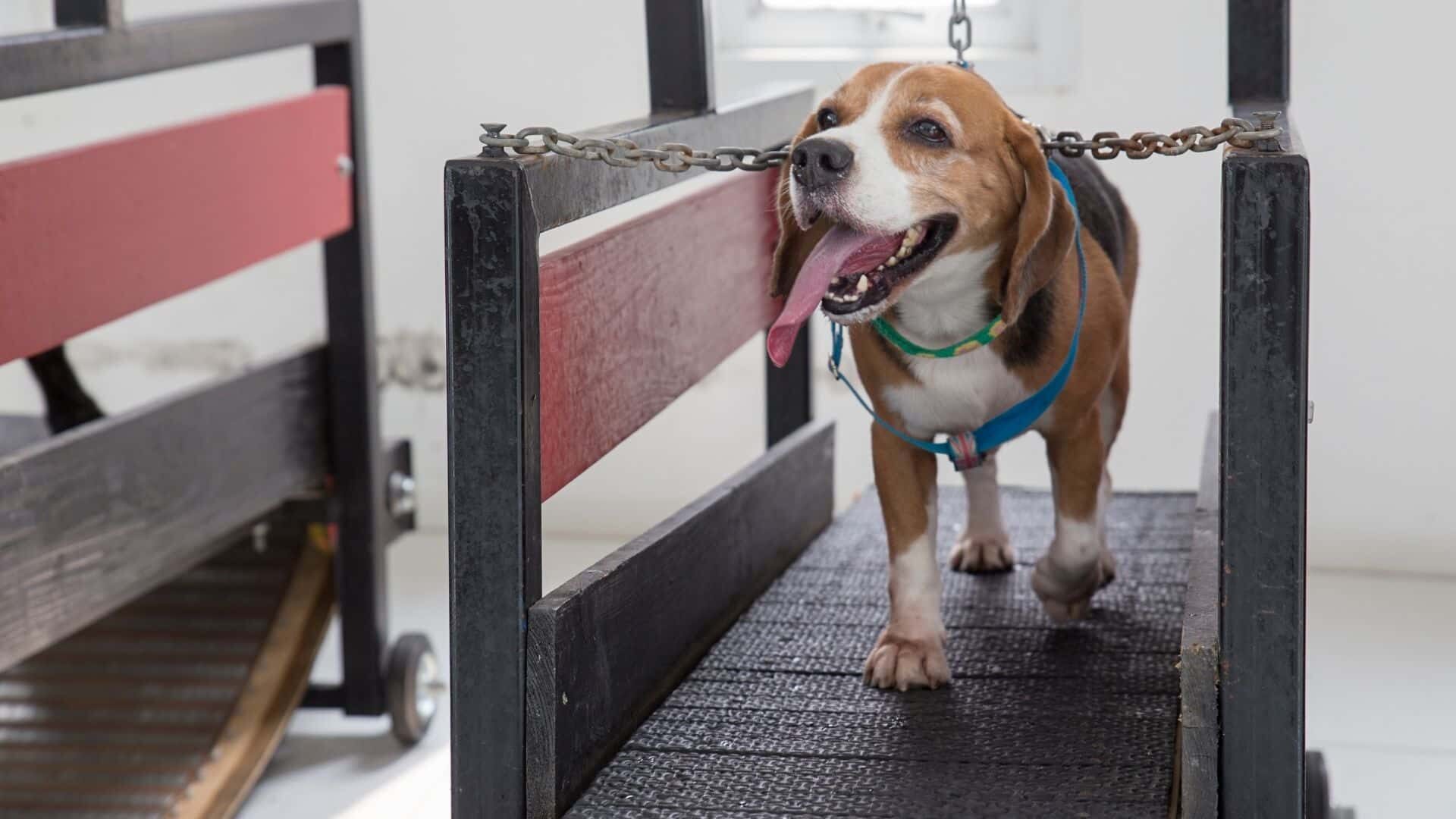 Exercise dog without fenced yard: