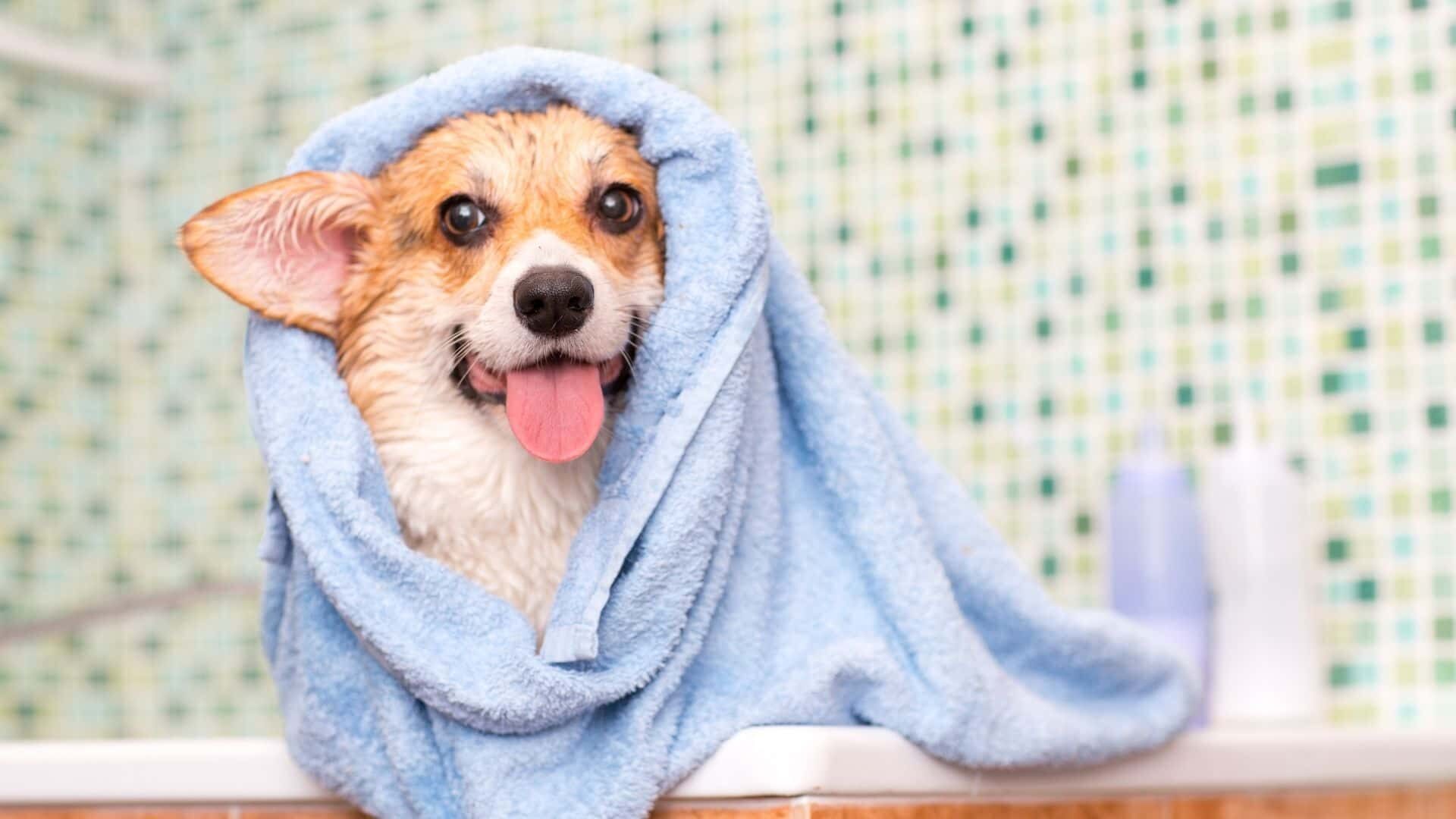 Freshen up dog without bath: