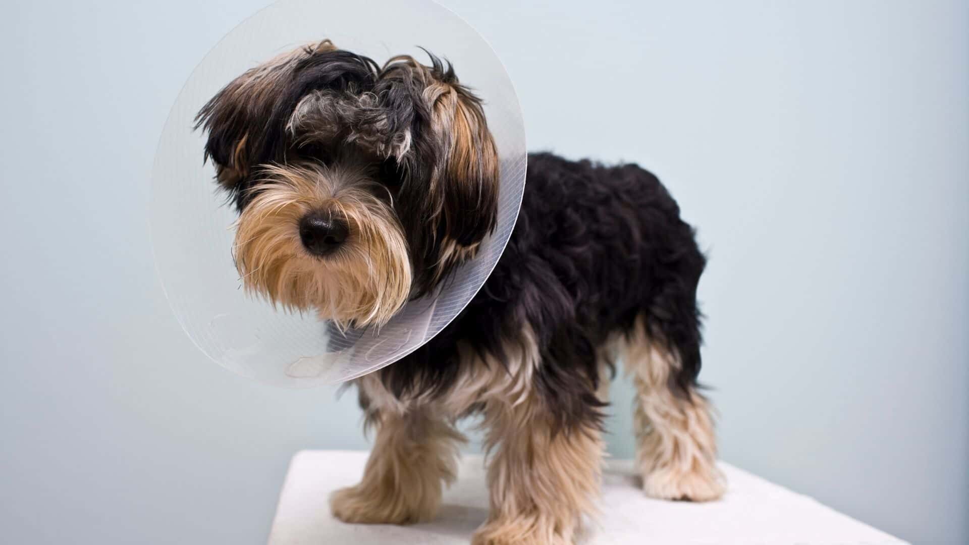 Neuter dog without surgery