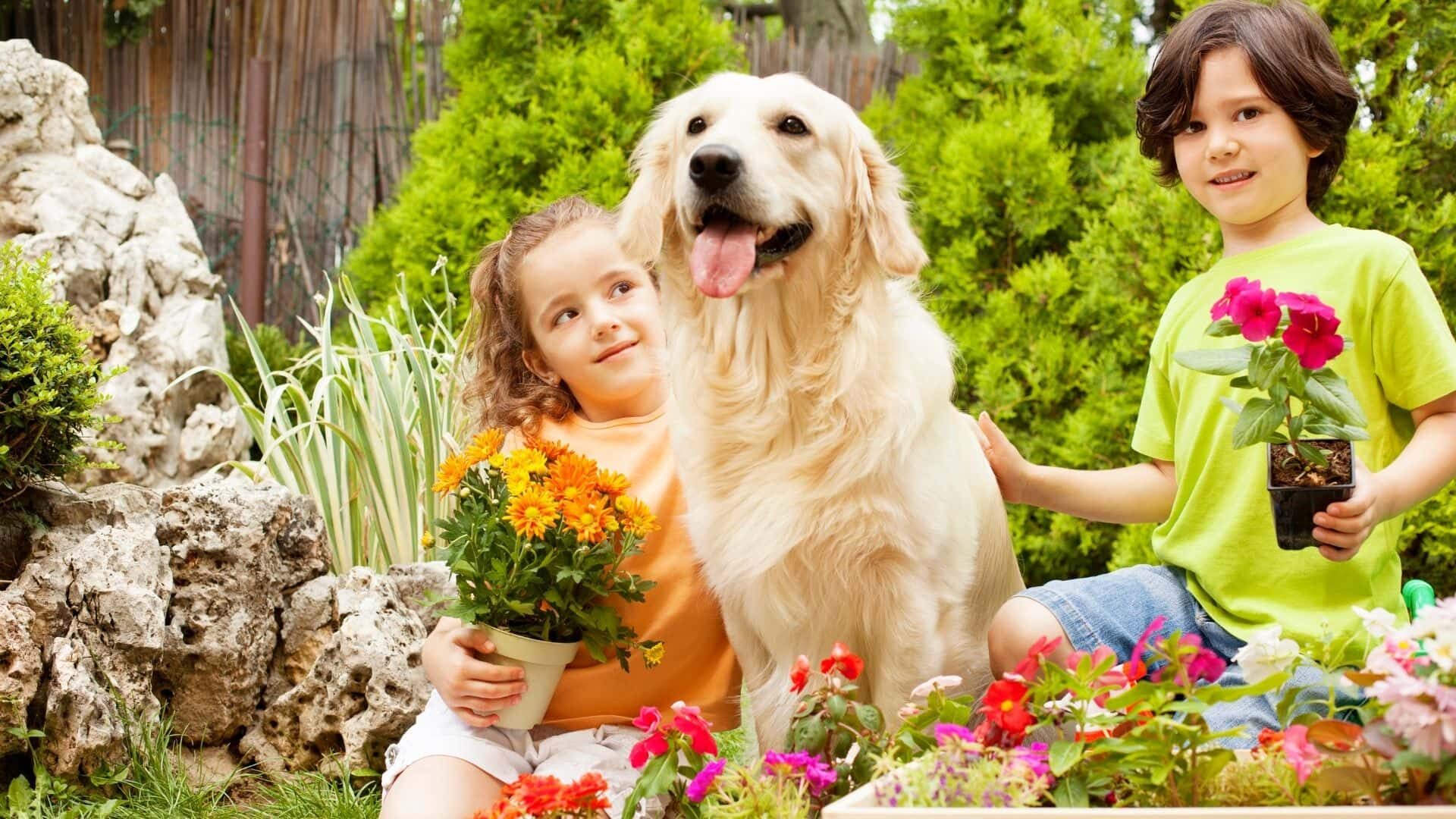 Owning a dog without a garden
