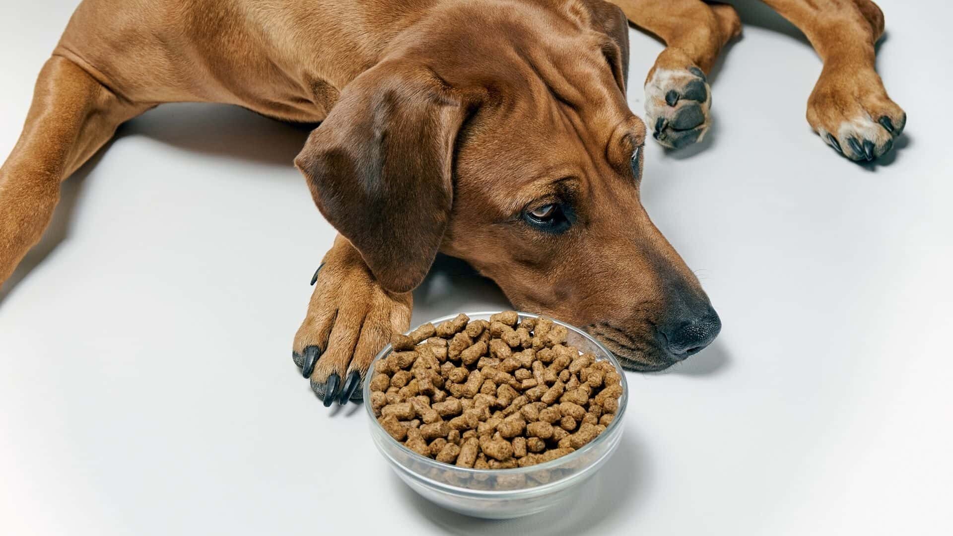 Quality dog foods without chicken