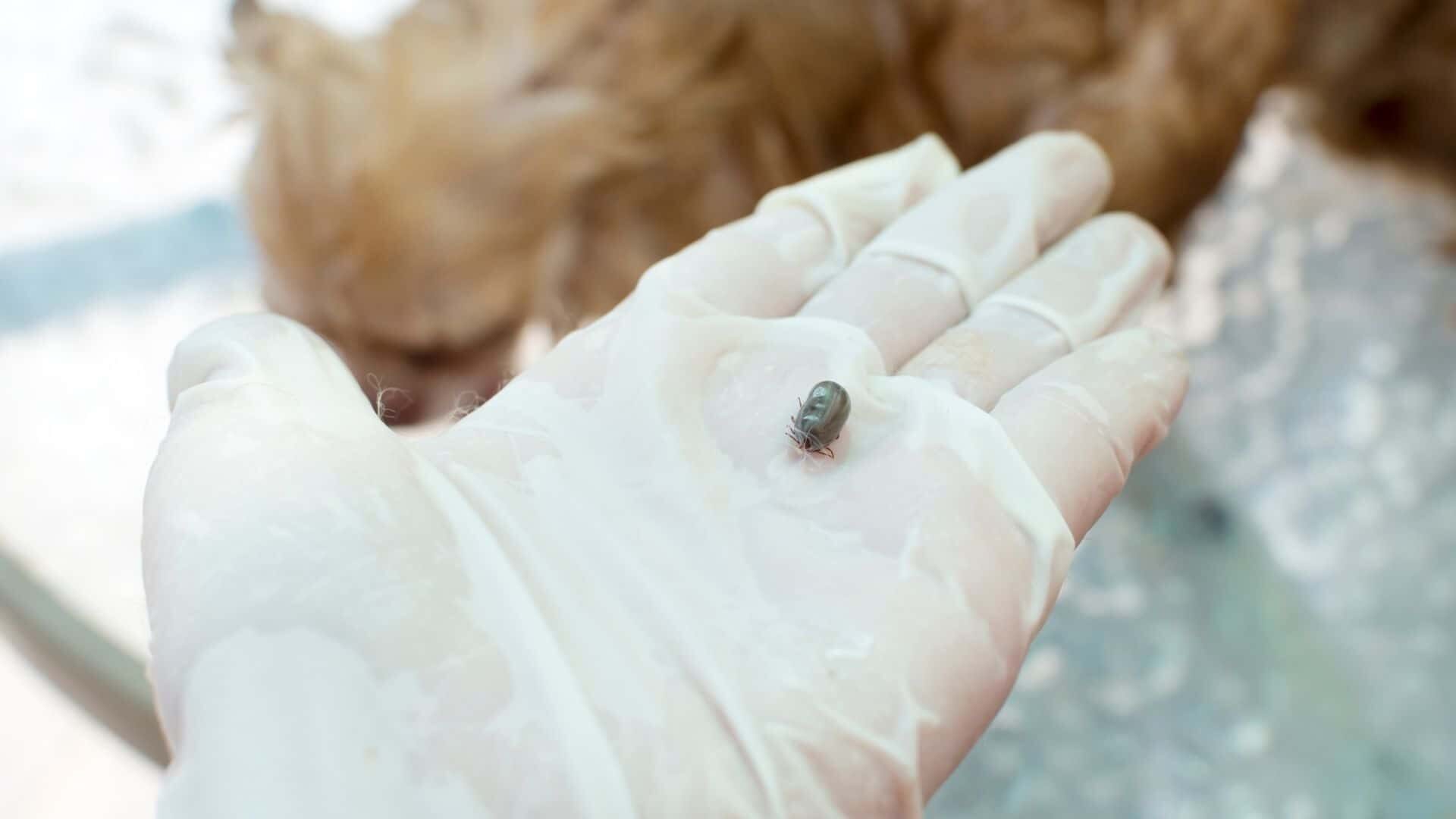 Remove tick from dog without tool