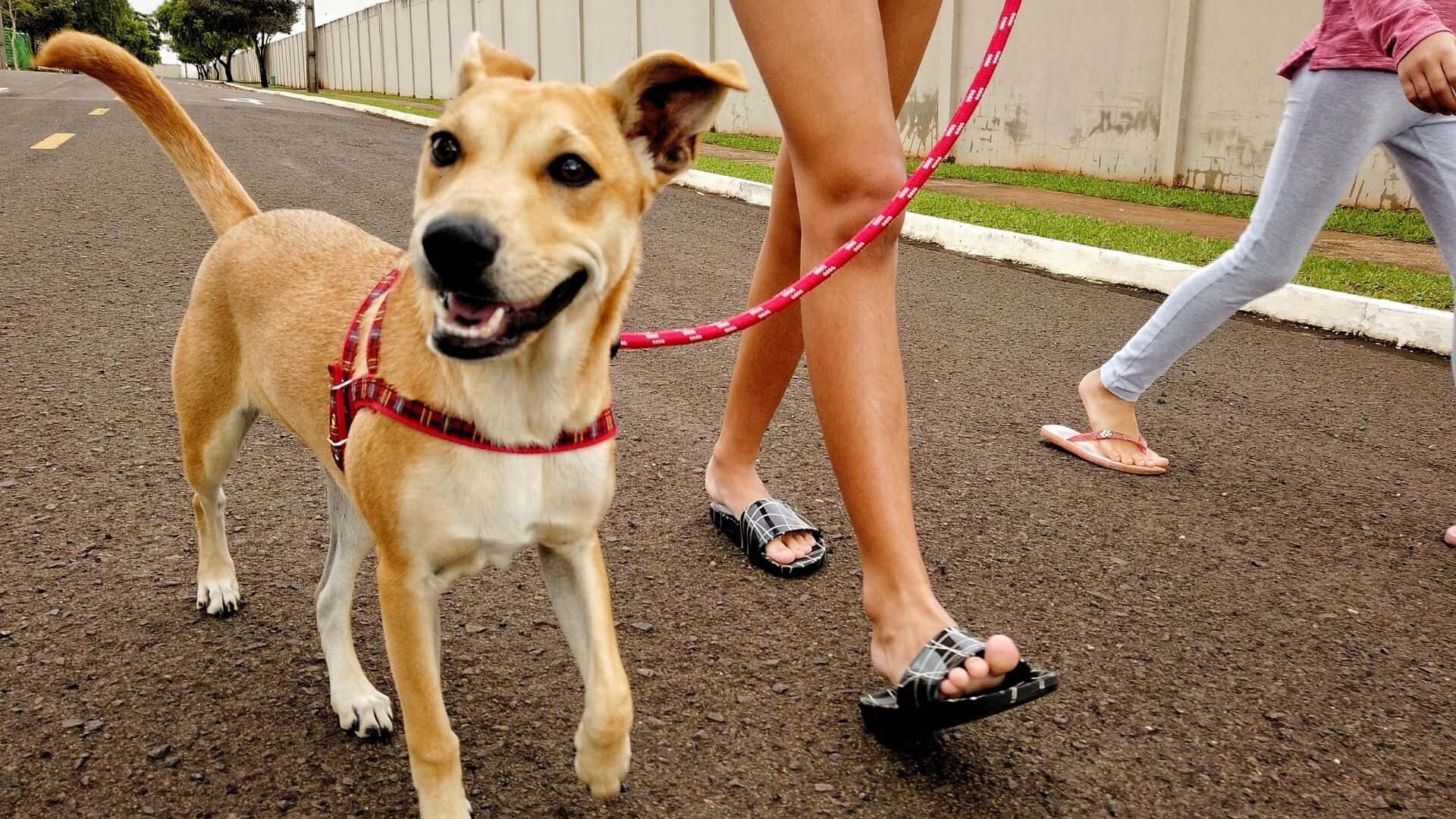 is it against the law to walk a dog without a lead?