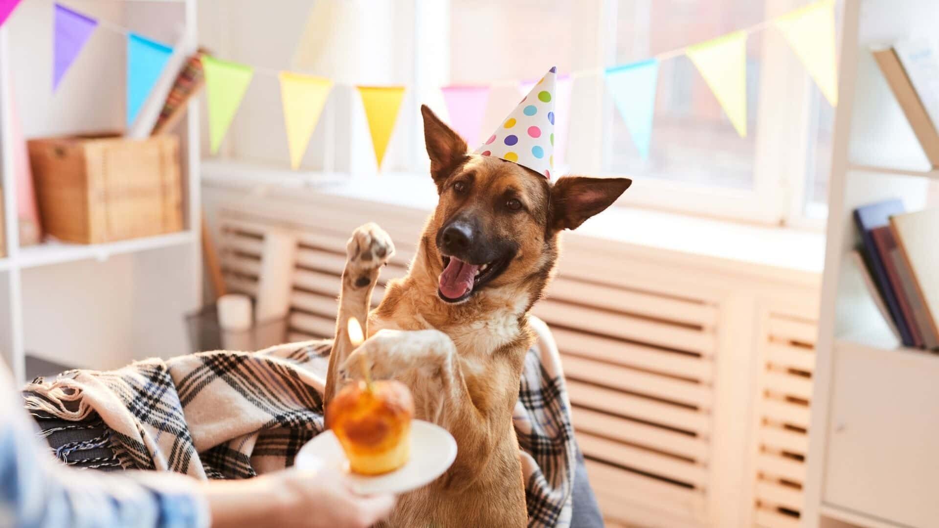 cake_for_dogs