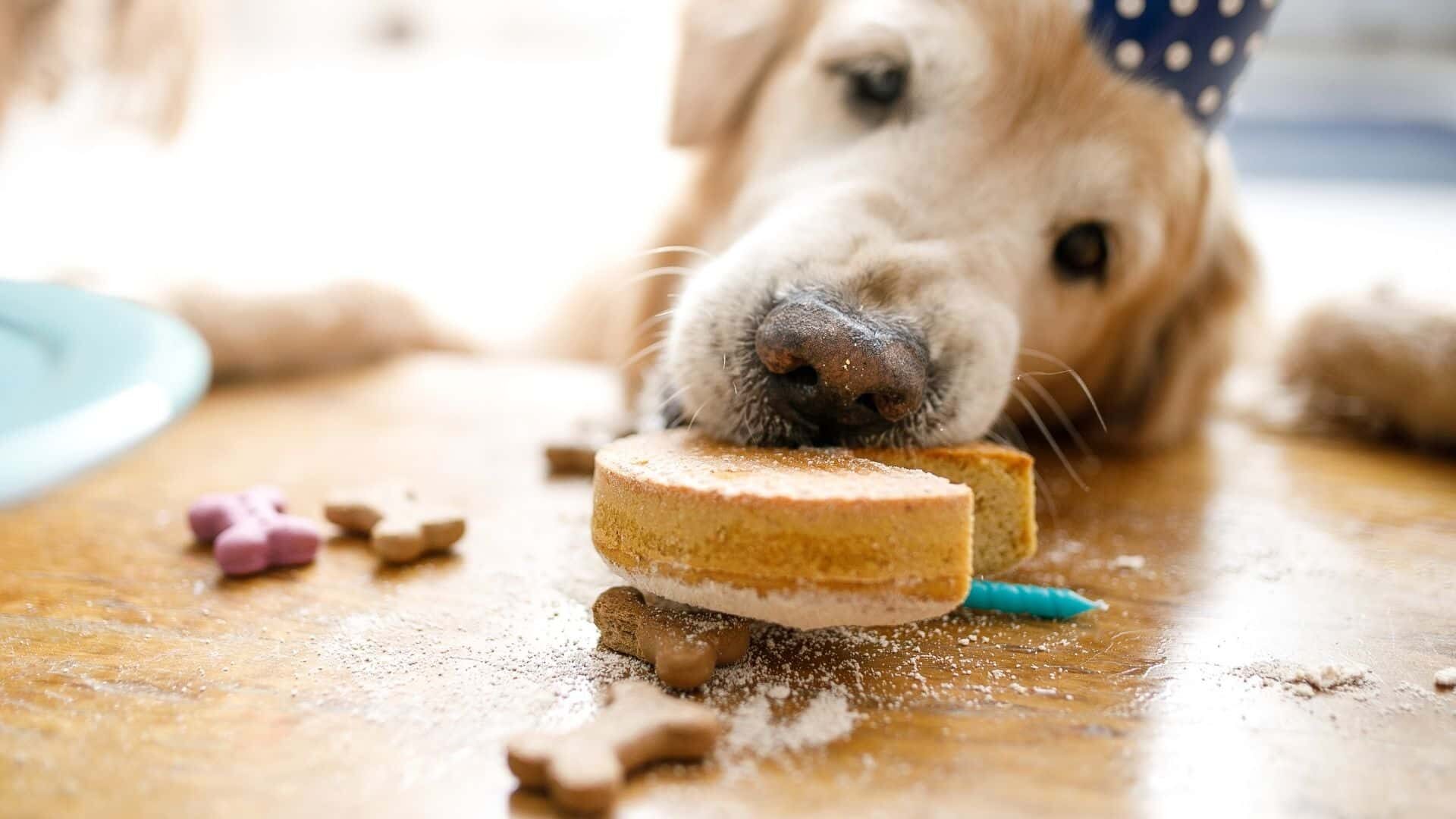 Cake for dogs without peanut butter