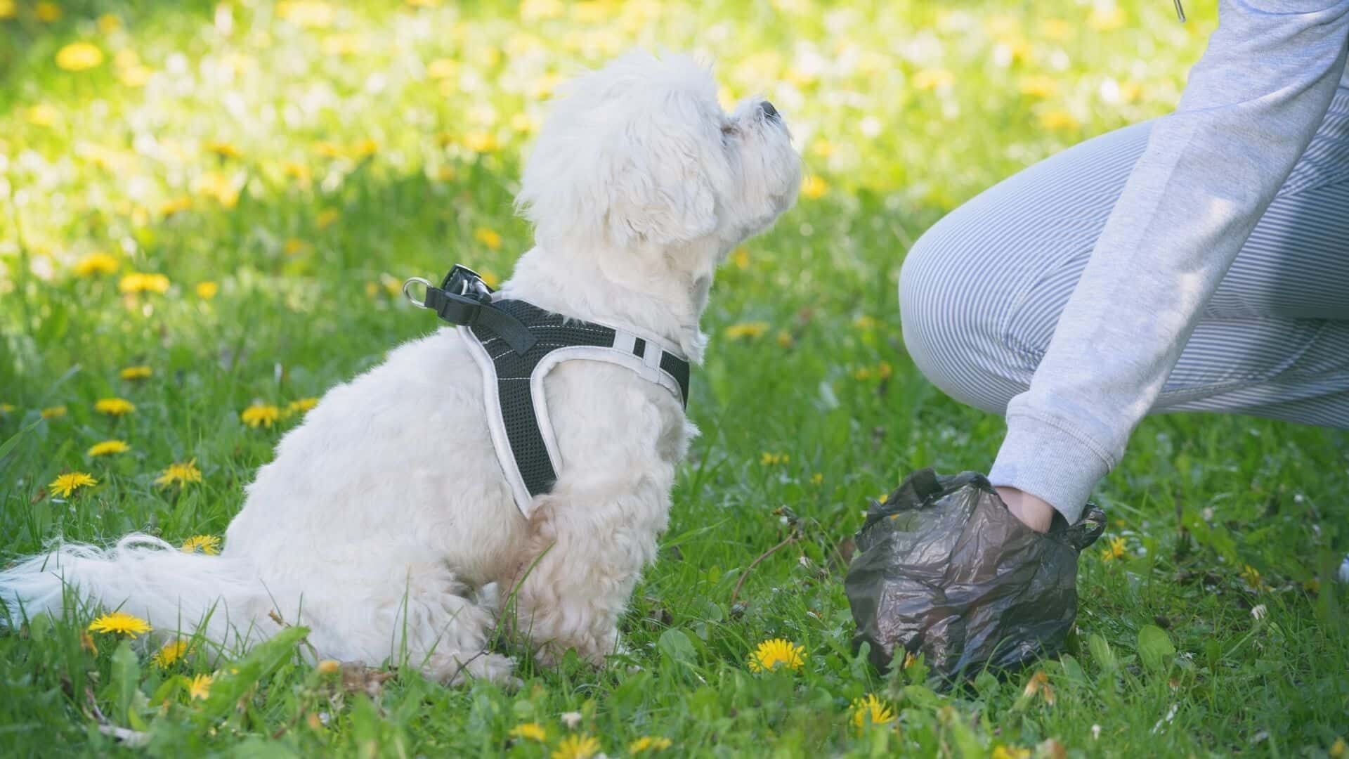 How to dispose of dog poop without smell?