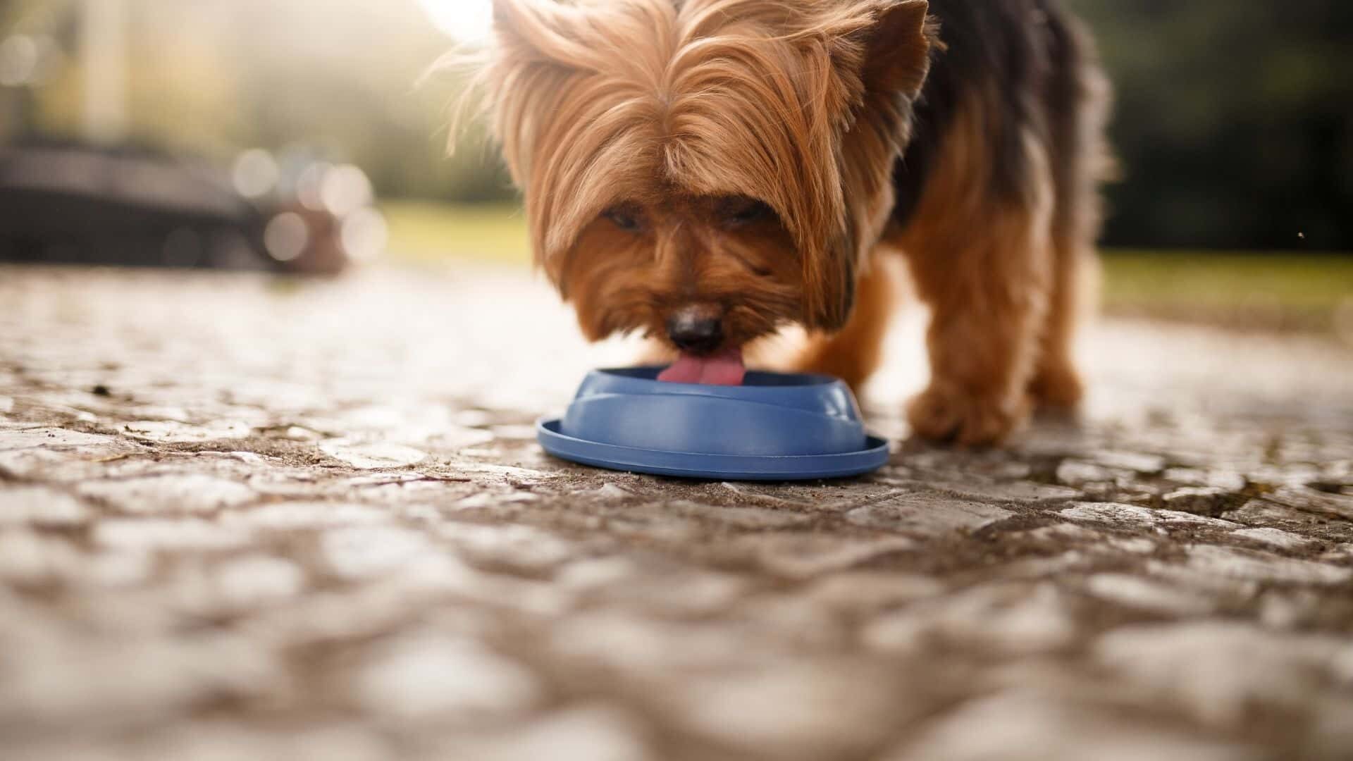 How to make your dog drink water slower?