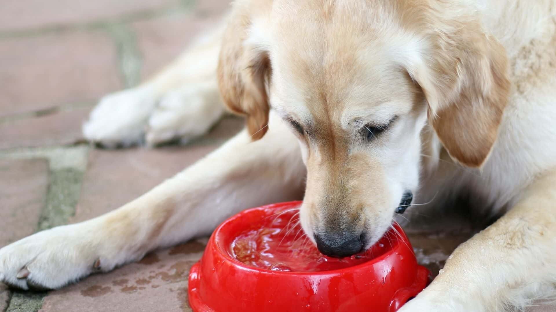 How to make your dog drink water slower?