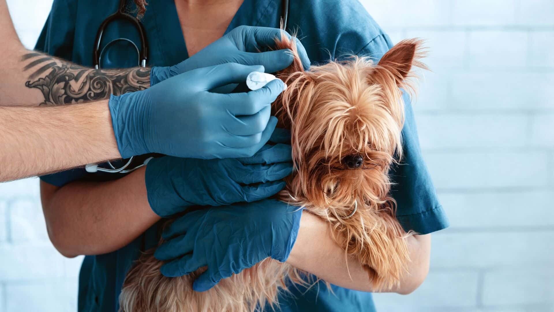 Treatment for dog with ear infection: