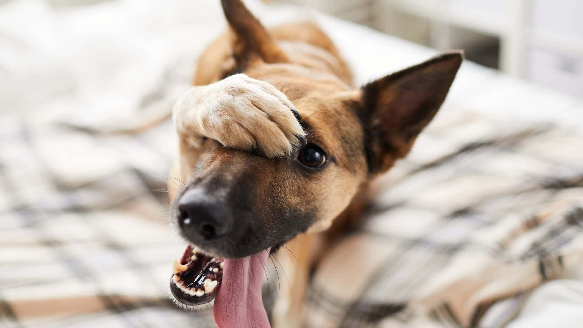 Dog licking bedsheets