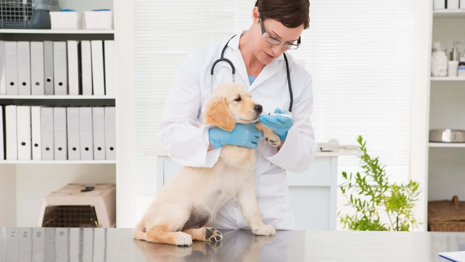 Signs your dog with diabetes is dying