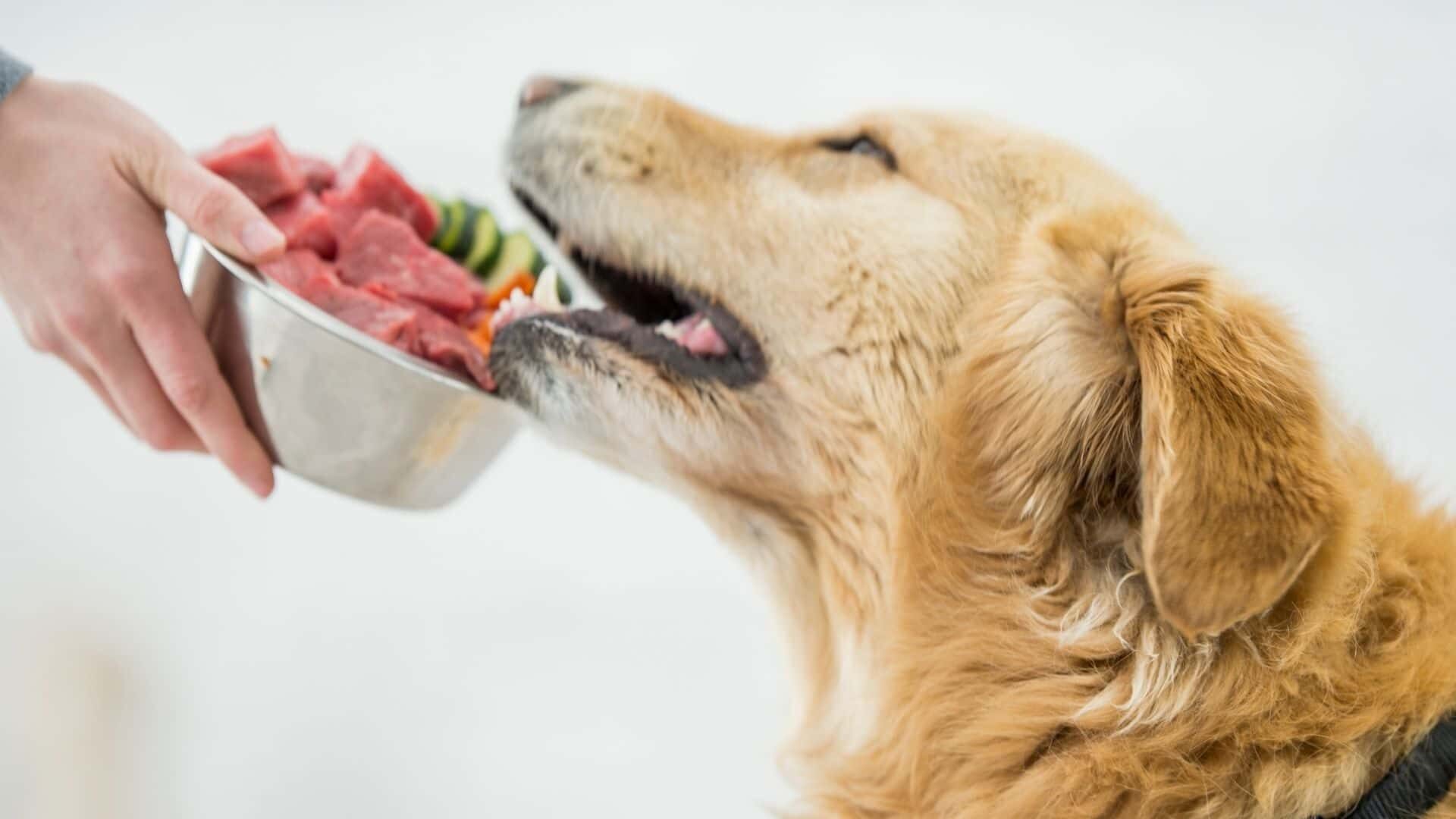 how-to-make-diet-for-dog-without-spleen-guide-2022