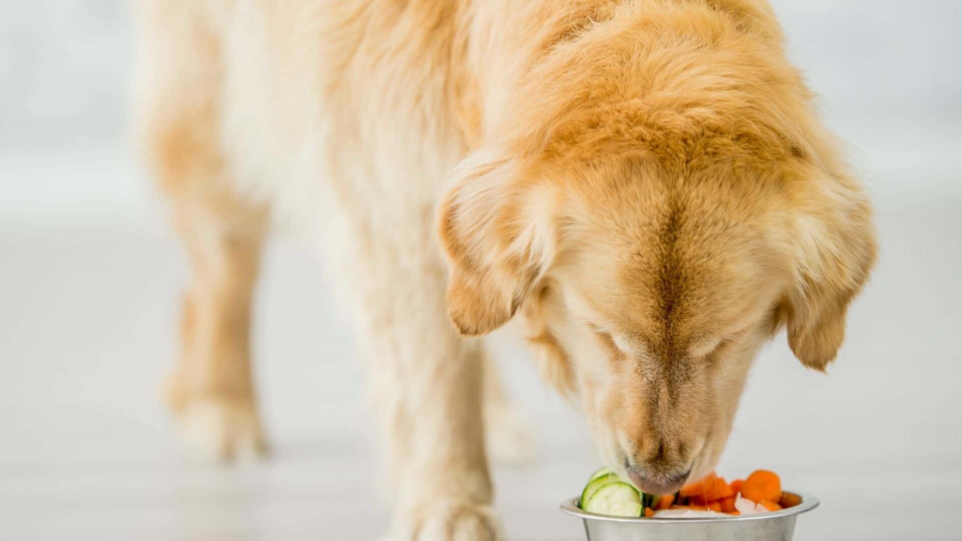 Diet for dog without spleen