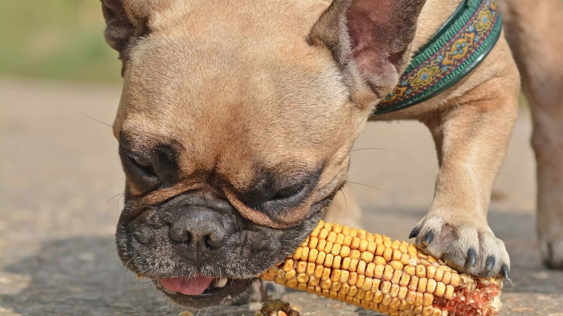 How to help my dog pass a corn cob?