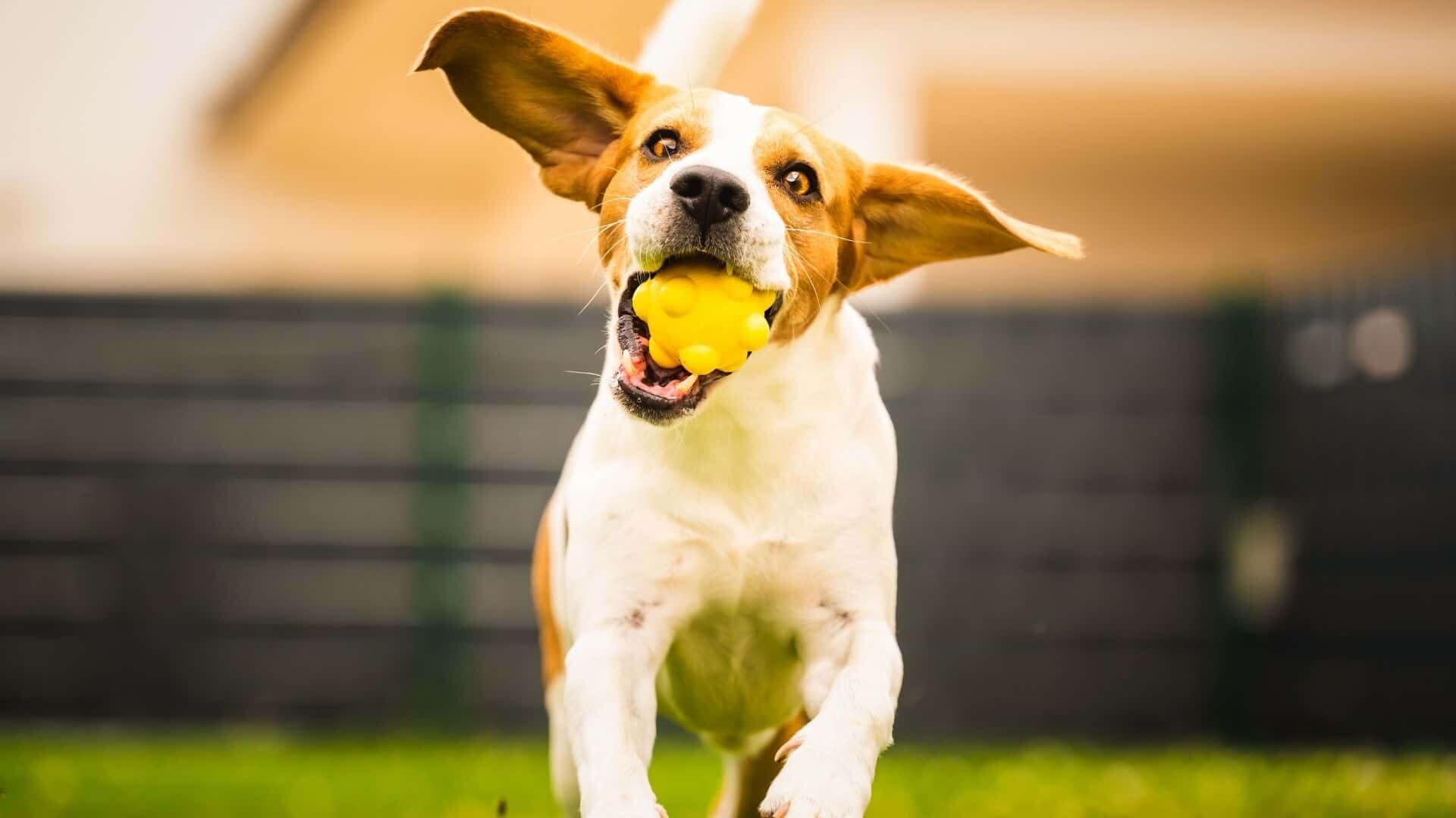 Why Do Dogs Like Balls So Much to Play: Guide with Facts