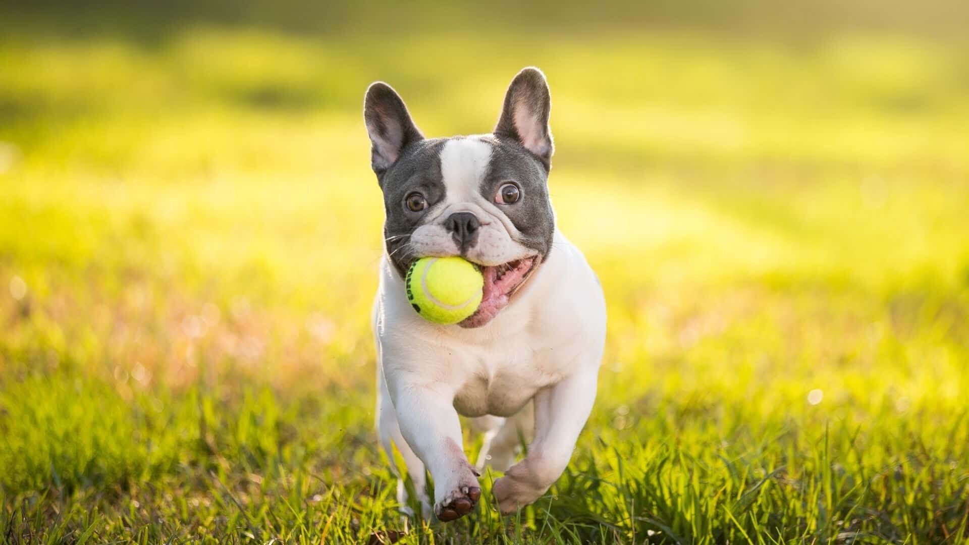 Why do dogs like balls?