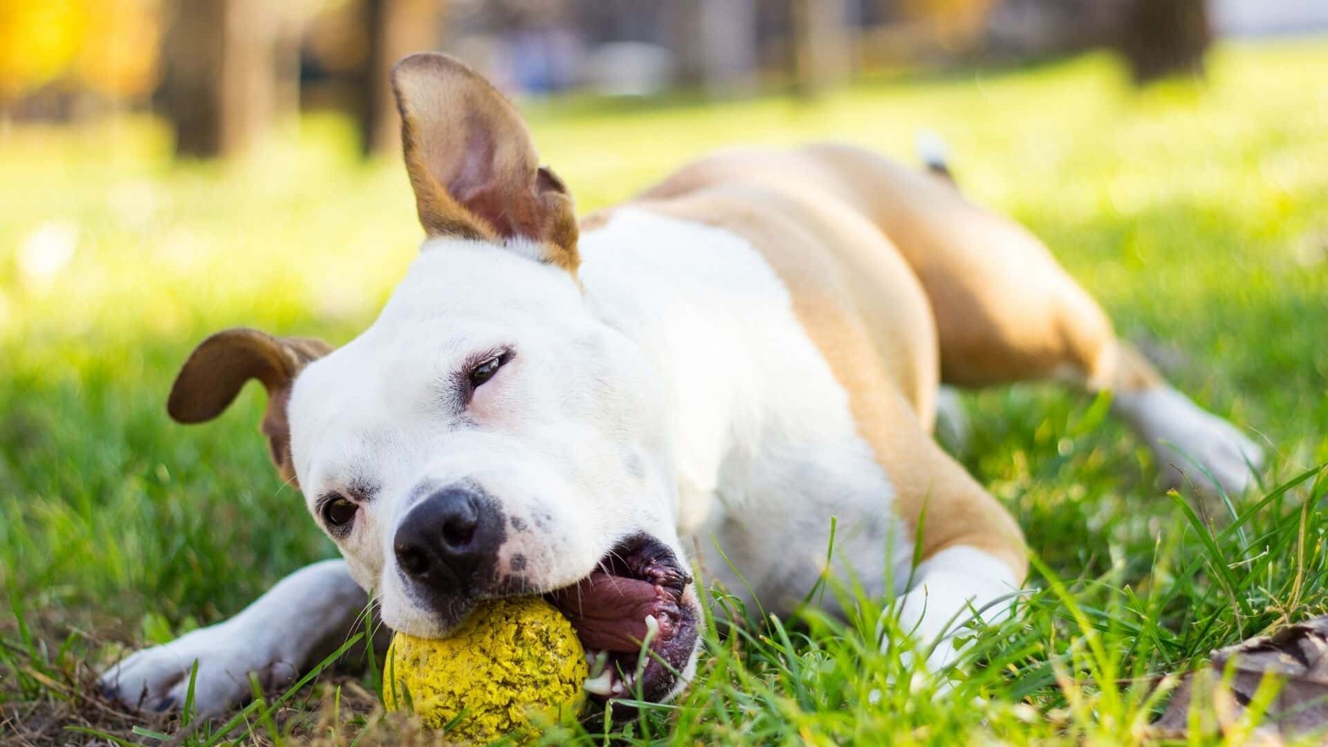 Why do dogs like balls?