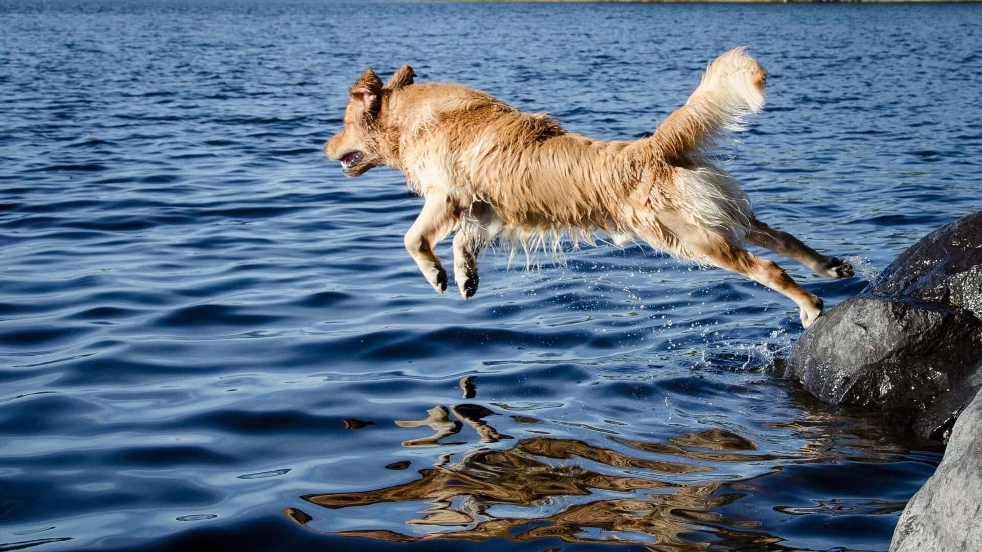 How long can dogs swim?