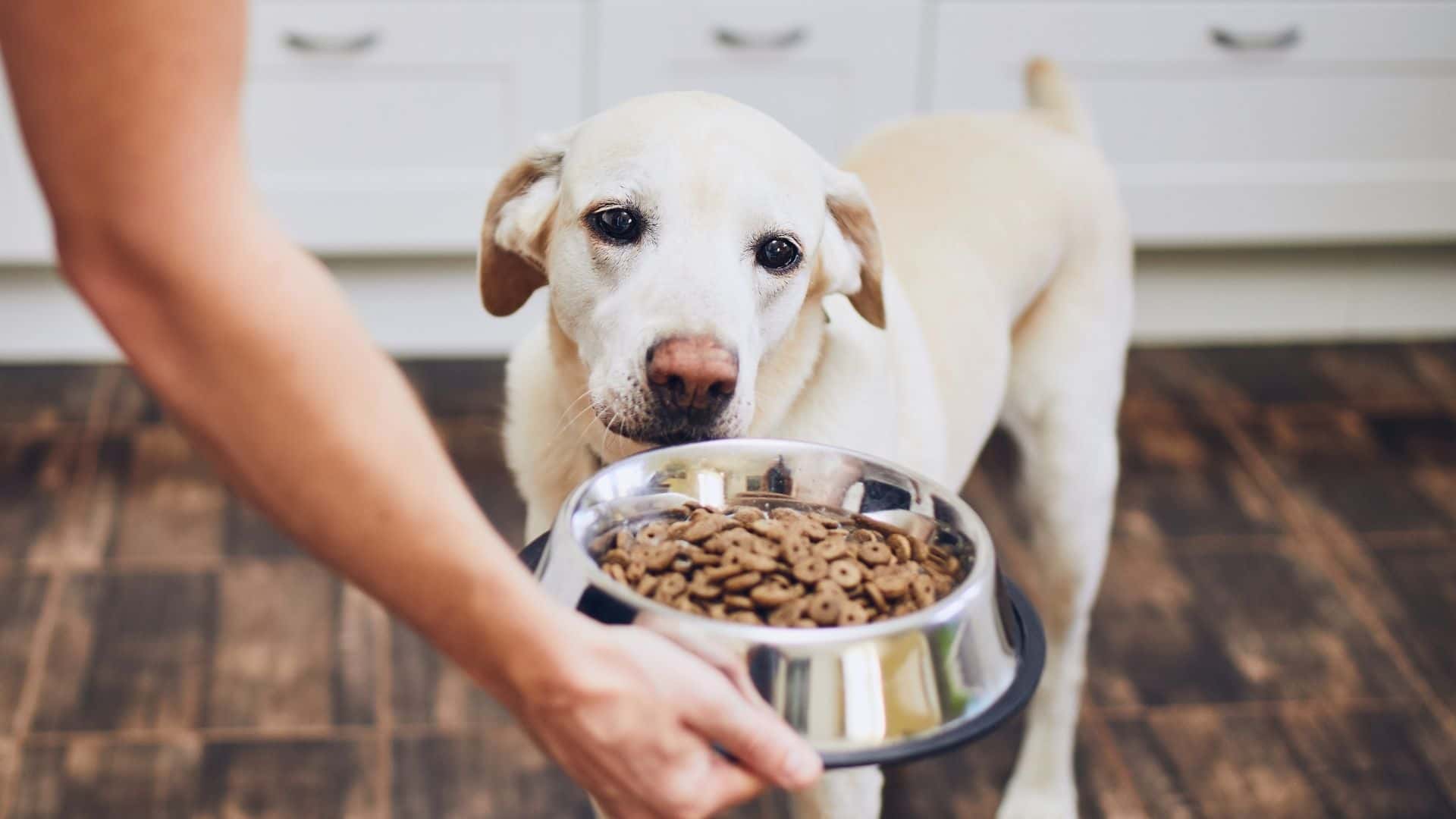 What Real Food Can You Feed Dogs