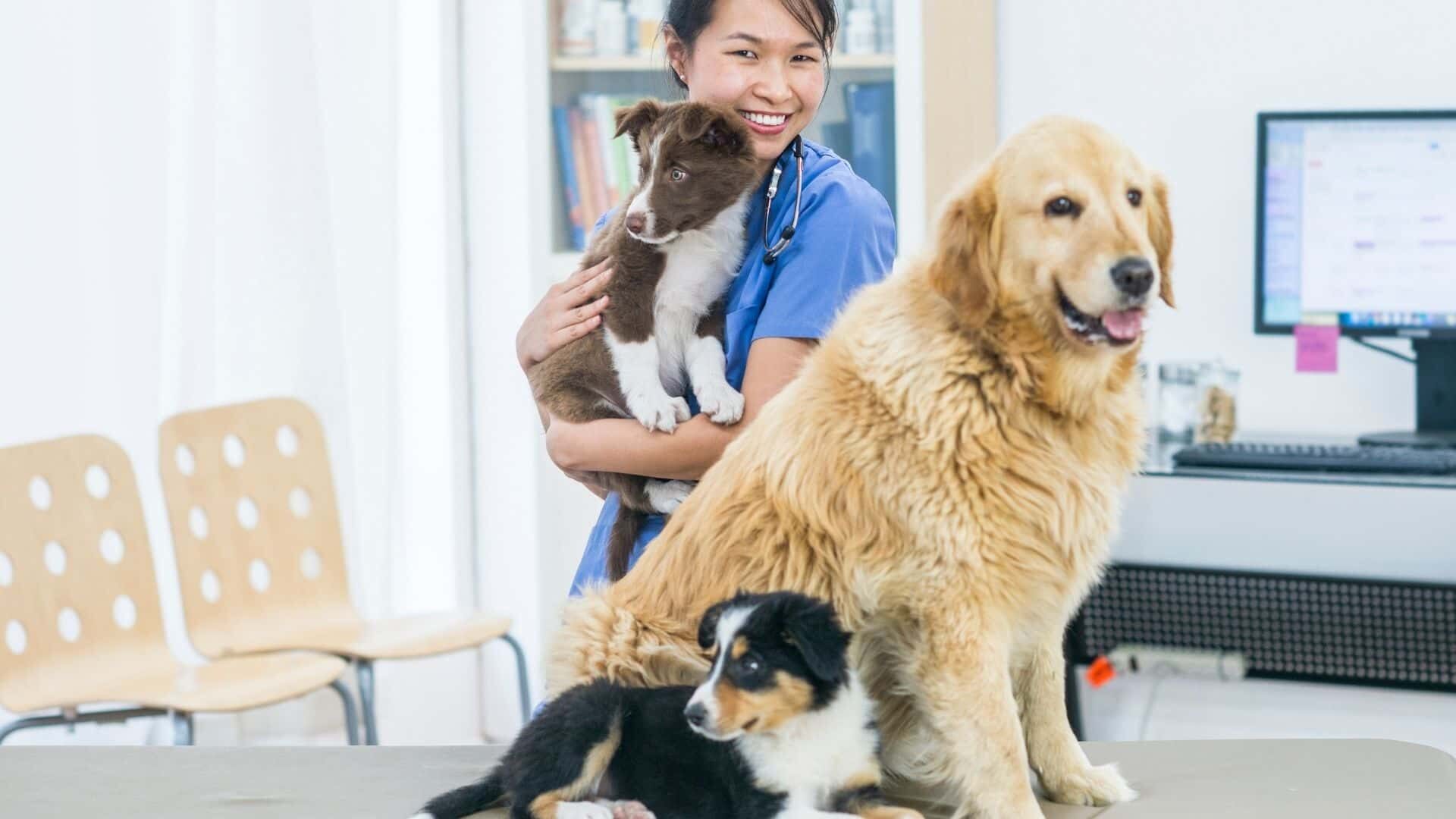 Symptoms of dog with kidney failure