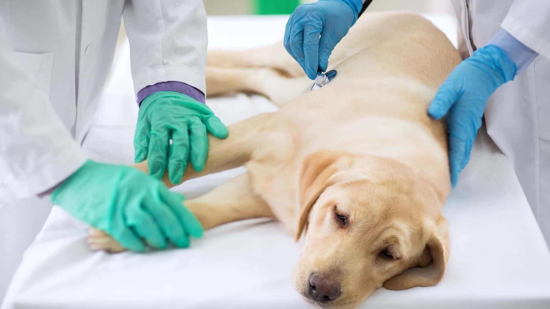 Symptoms of dogs with cancer: