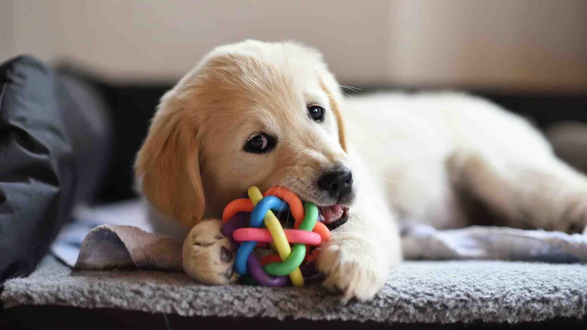 How often should I play with my puppy?