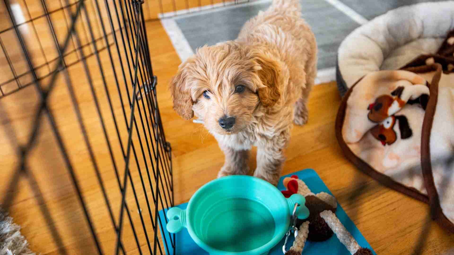 How to Potty Train Dogs in 5 Easy Steps: Guide with Tips