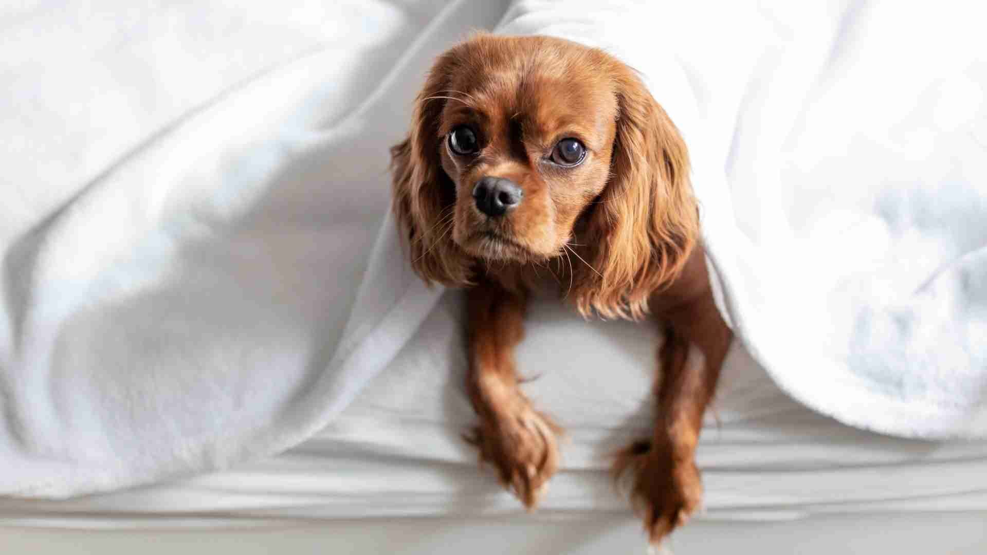 Why Does My Dog Push Against Me in Bed: Guide with Reasons
