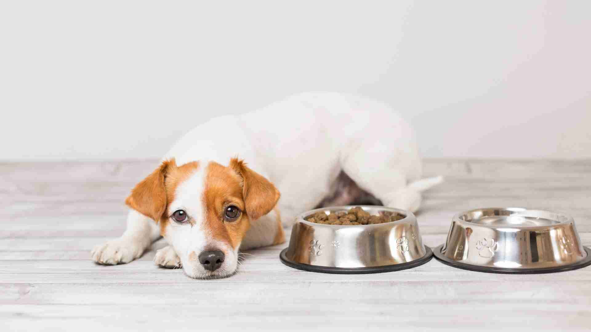 What Are the Reasons for Dog Rejecting Kibble: Guide to Do