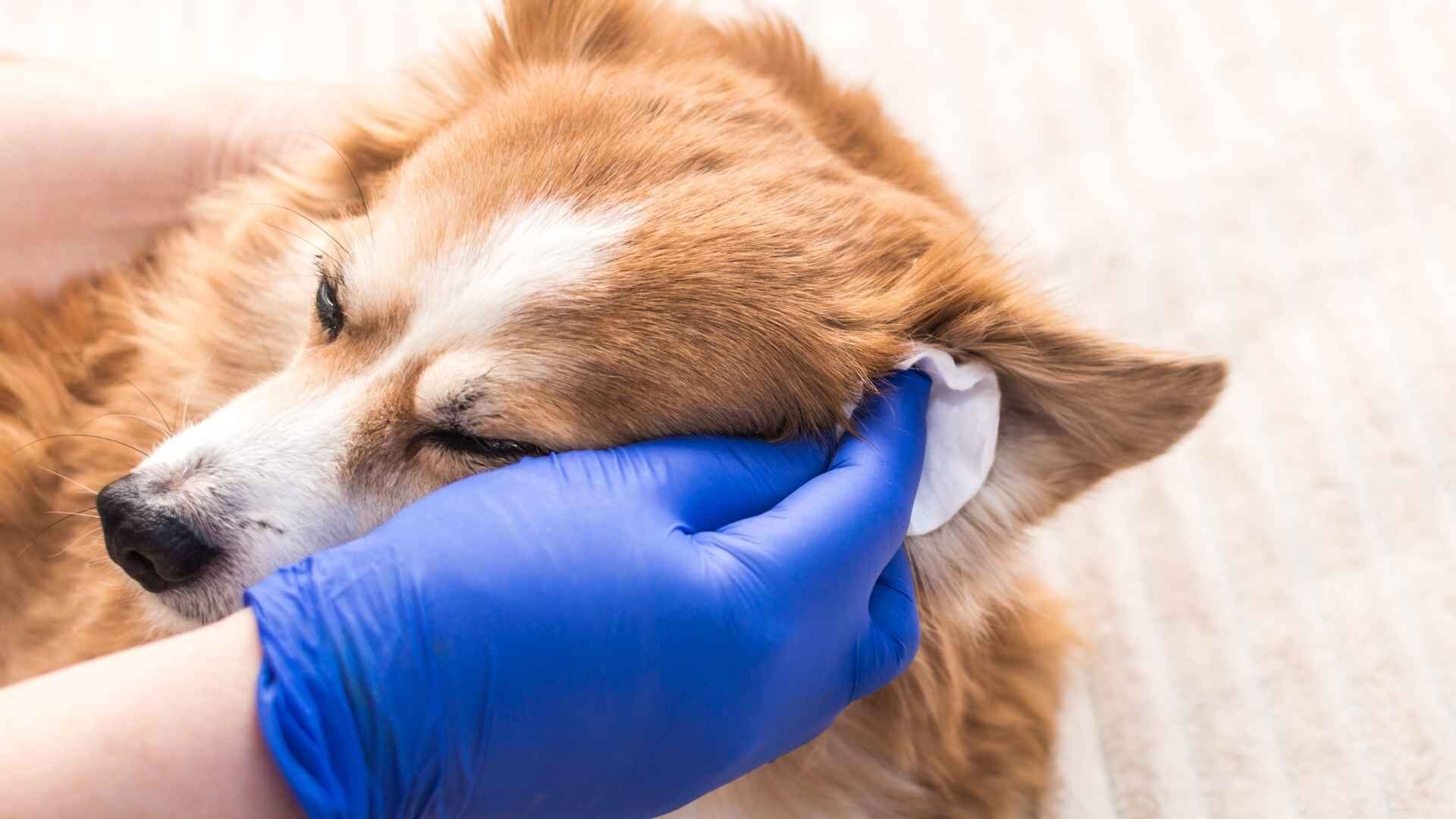 Why Do Dog Ears Go Back When Petting Them: Dog Signs Guide
