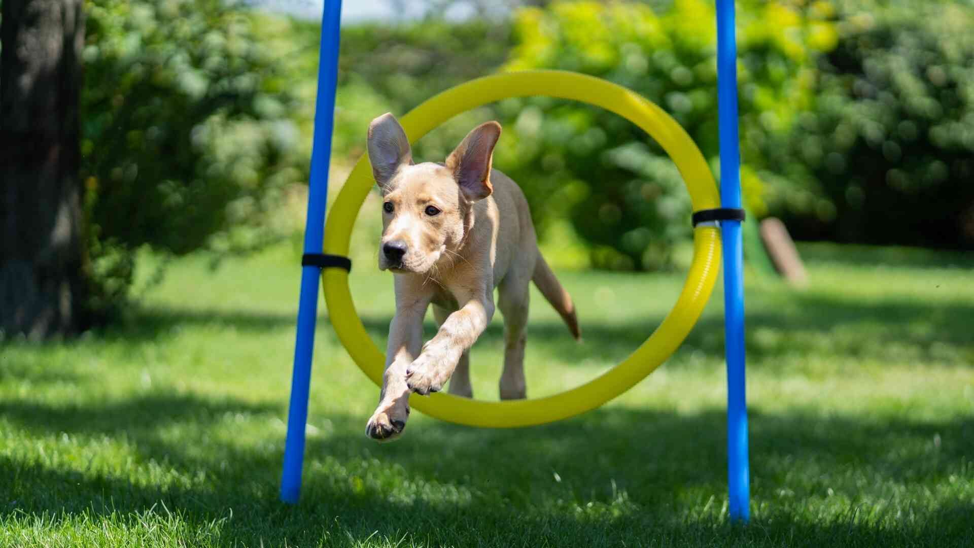 My Puppy Never Jumped: Reasons with Guide to Train for Jump