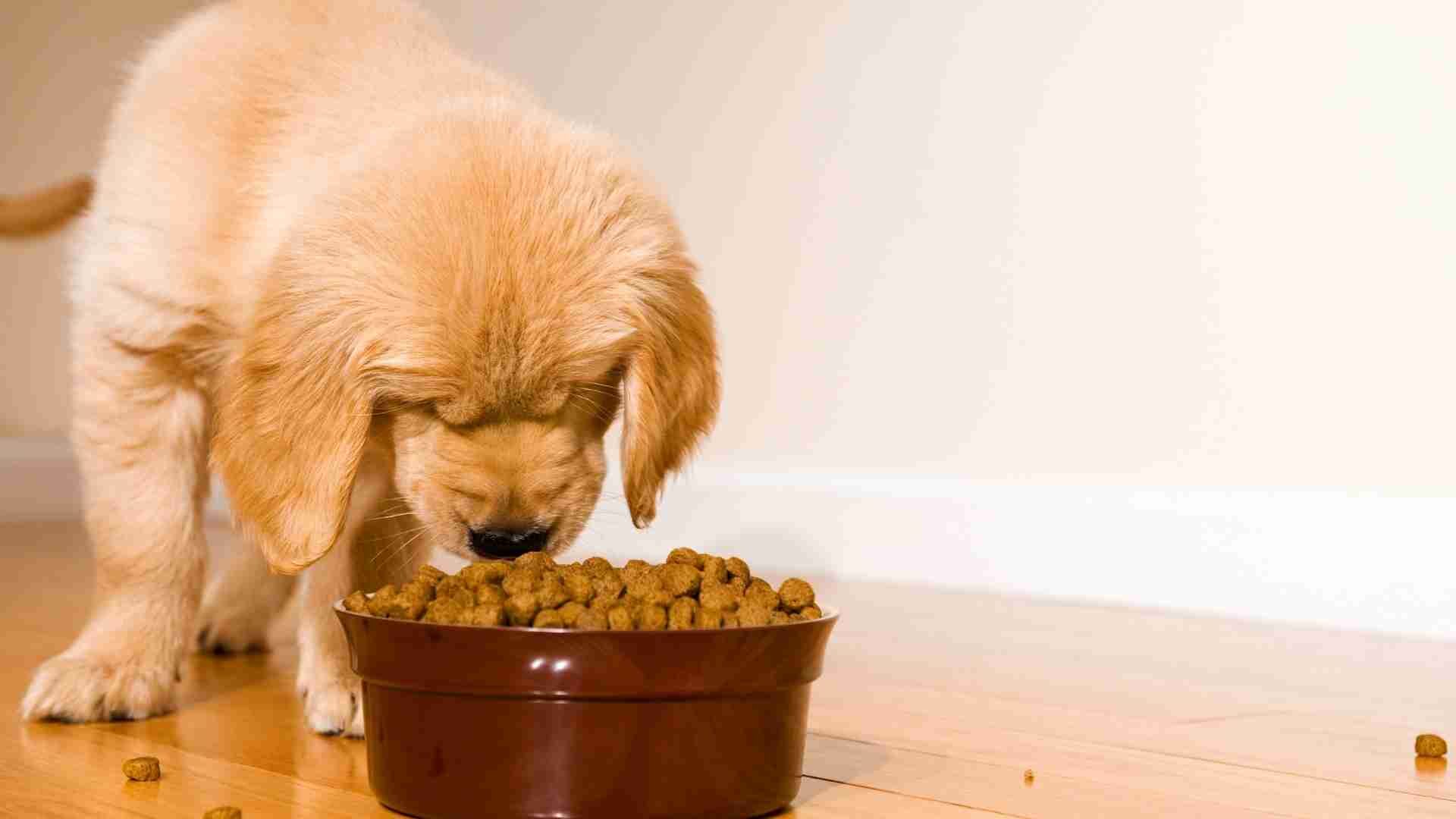 What Are the Reasons for Dog Rejecting Kibble: Guide to Do