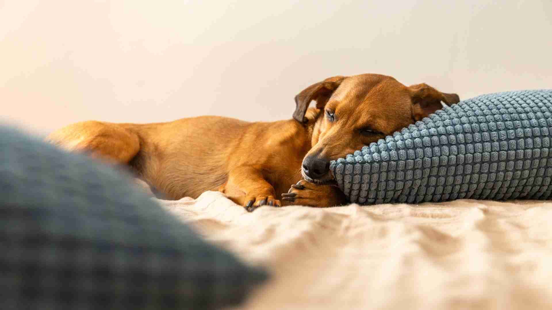 Why Does My Dog Push Against Me in Bed: Guide with Reasons