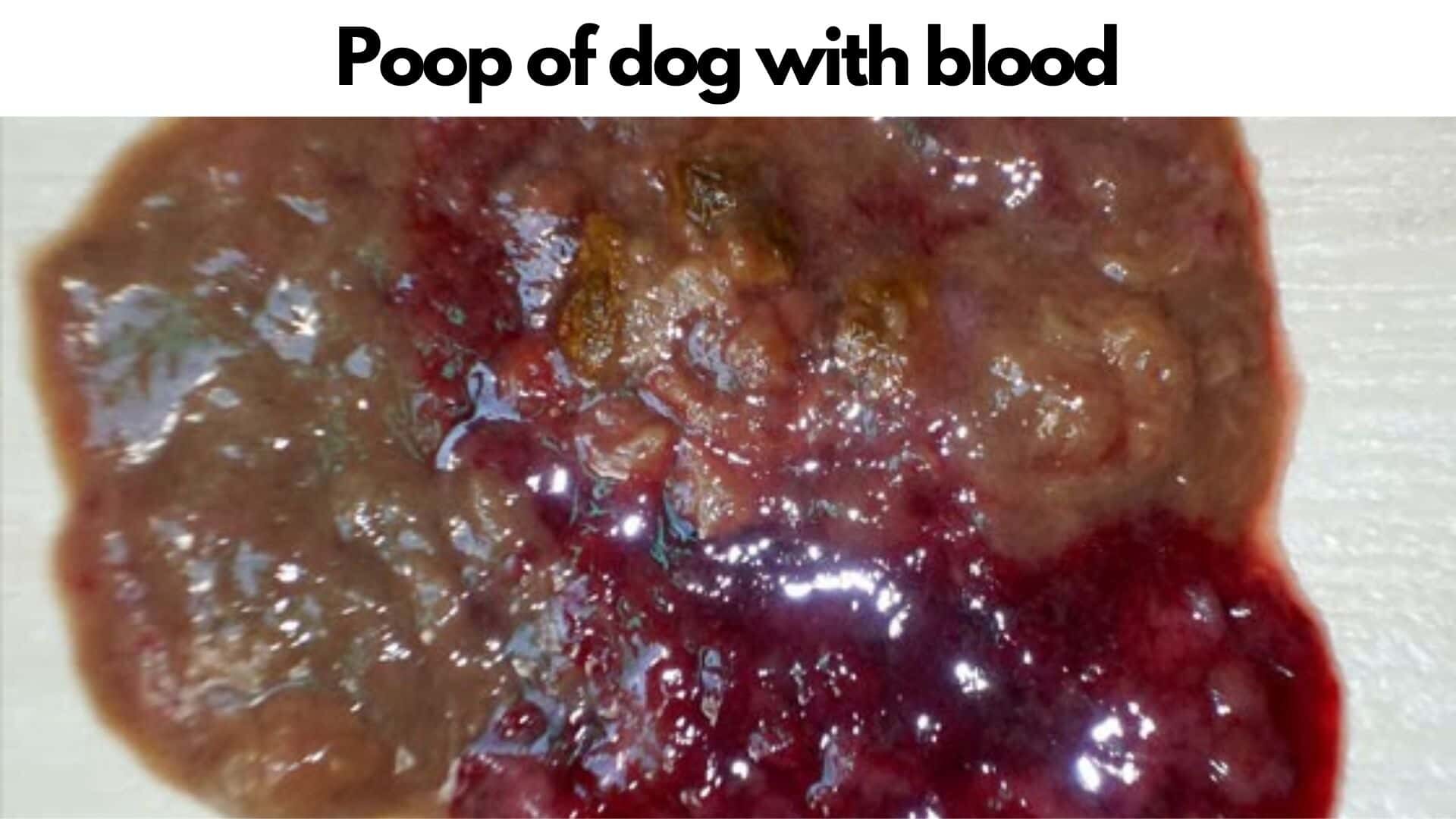 Picture of dog poop with blood