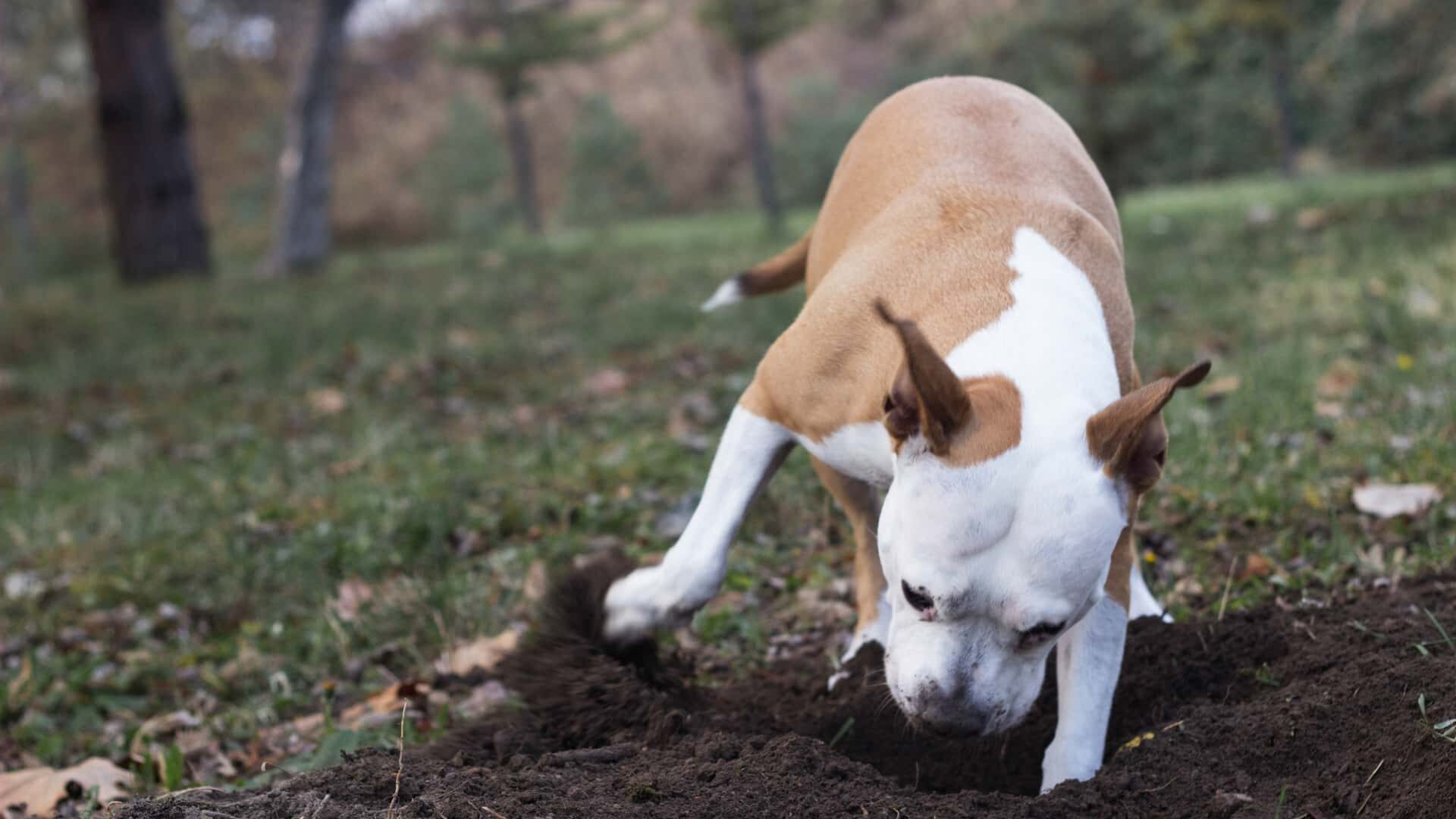 How to Keep Dog from Digging Under Fence: 5 DIY Solutions