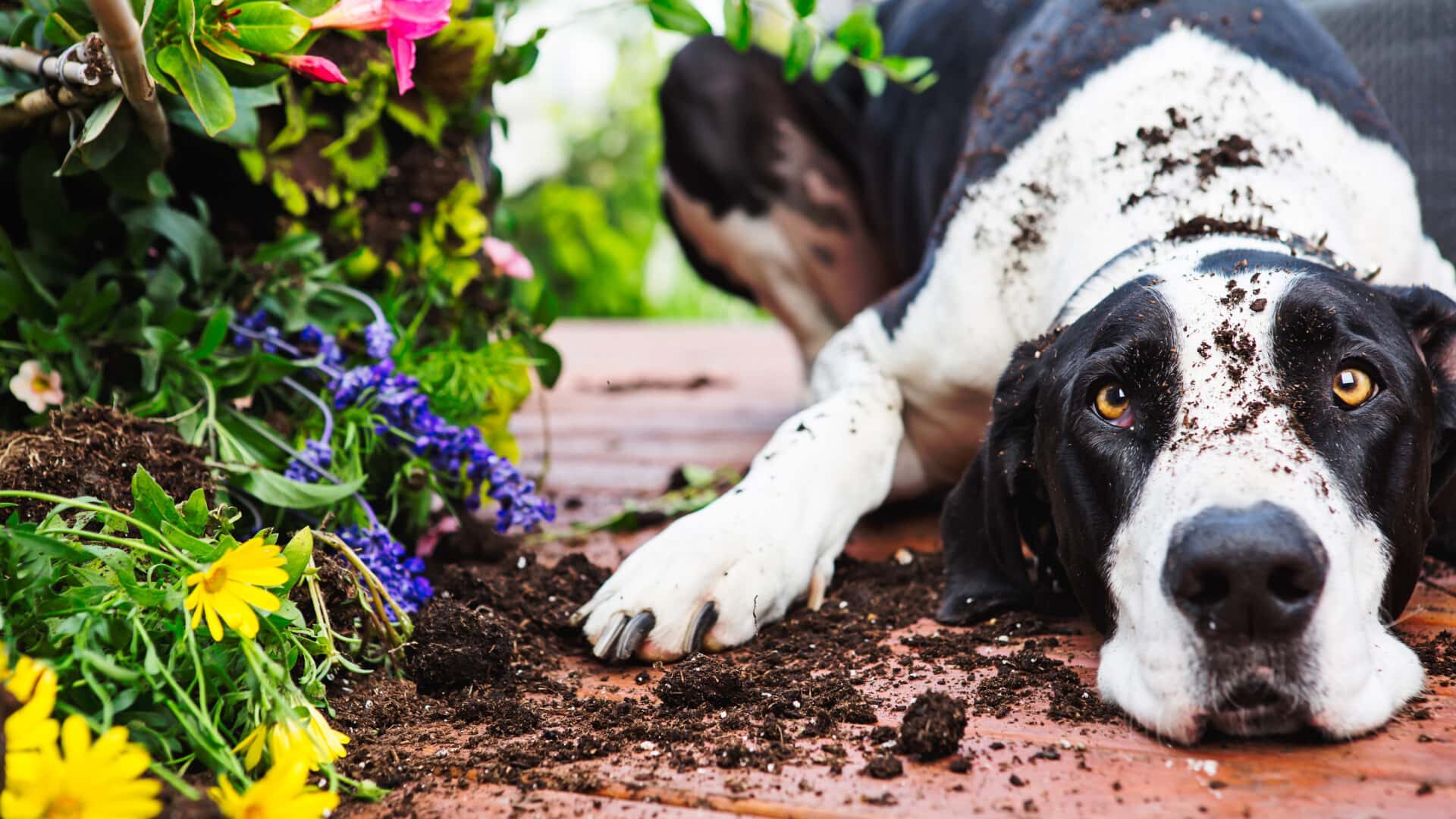 How to Keep Dog from Digging Under Fence: 5 DIY Solutions