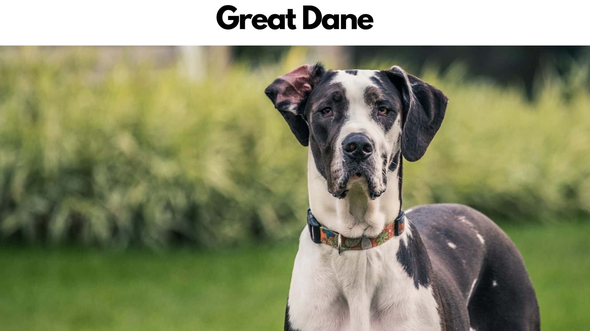 Great Dane