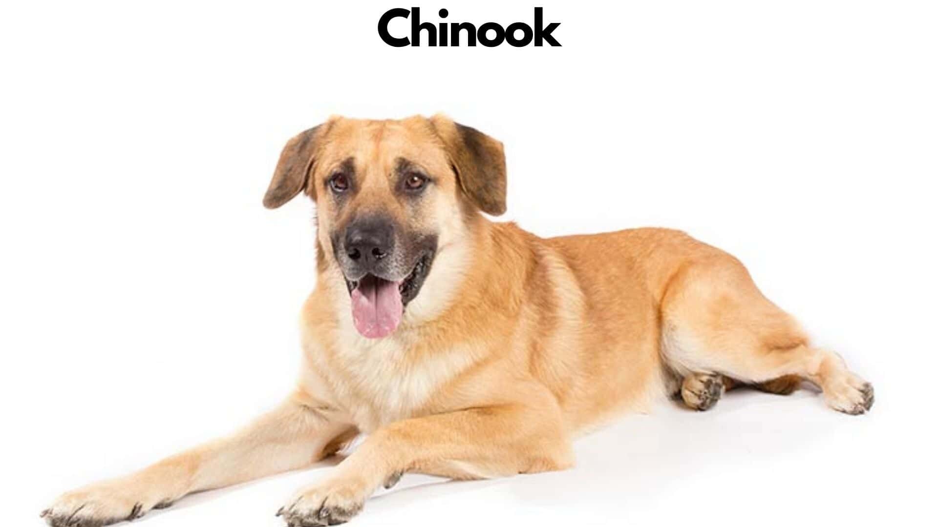 Chinook