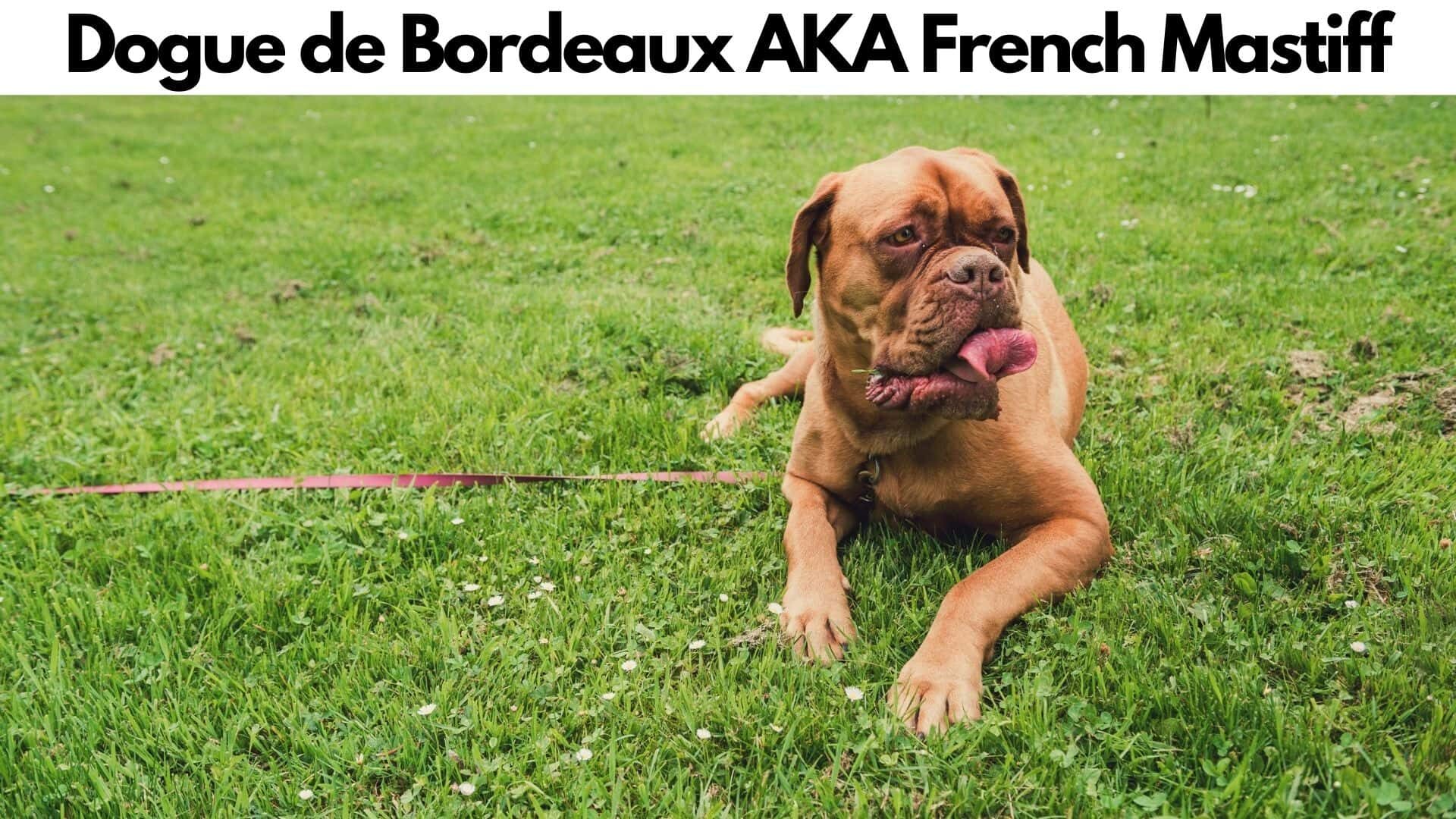 Dogue de Bordeaux AKA French Mastiff