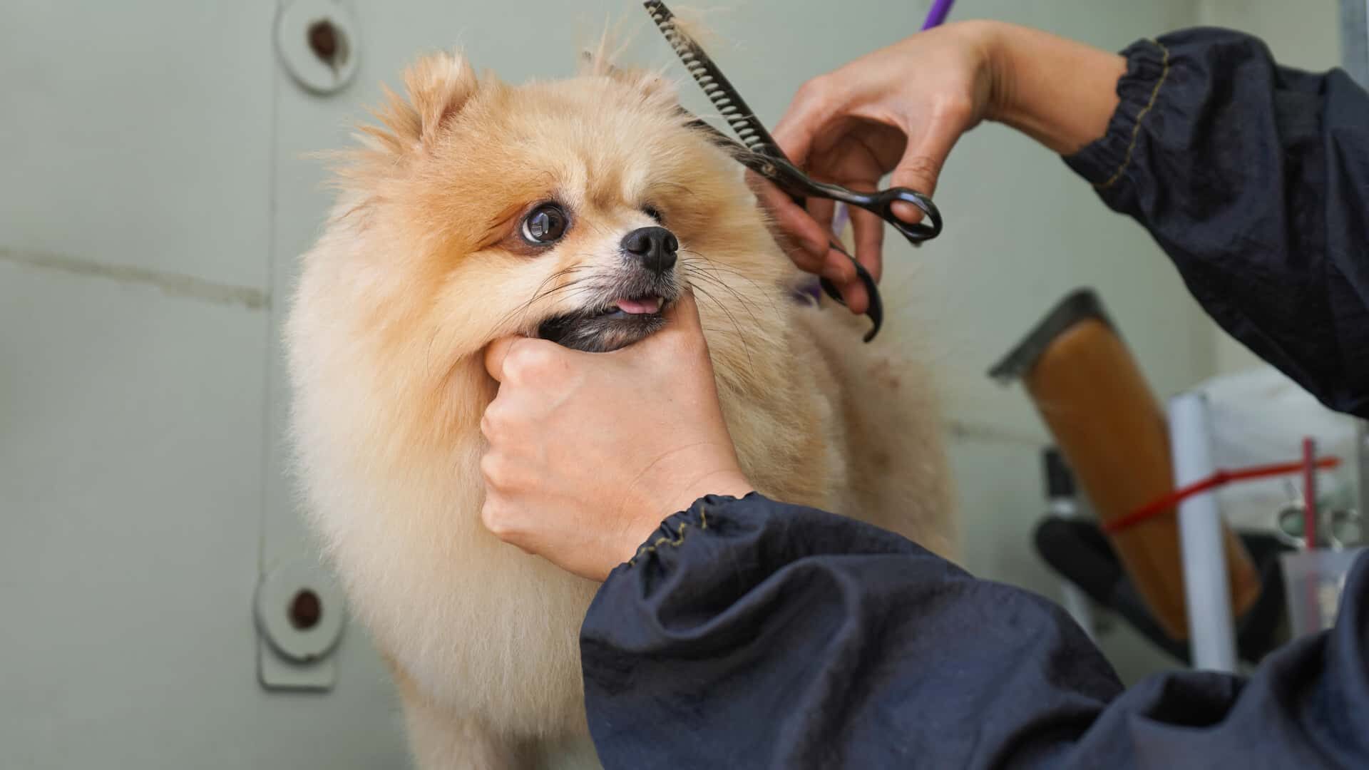 How to Do Grooming Dog with Scissors: Stepwise Guide